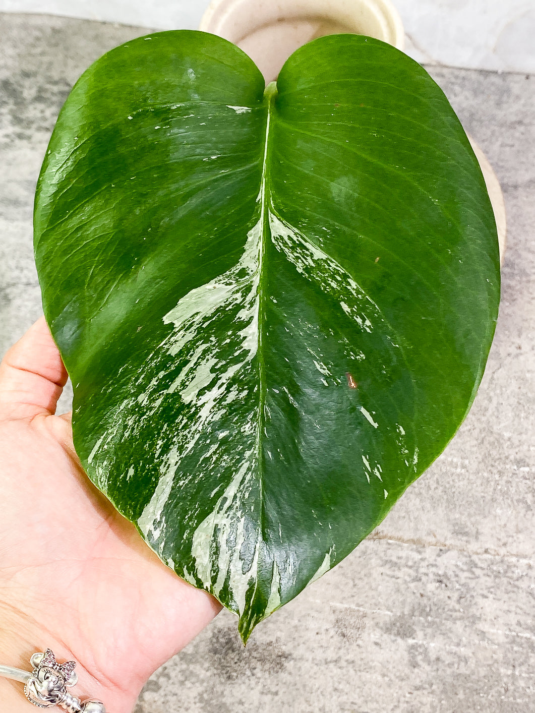 Monstera albo variegata Rooting 1 leaf