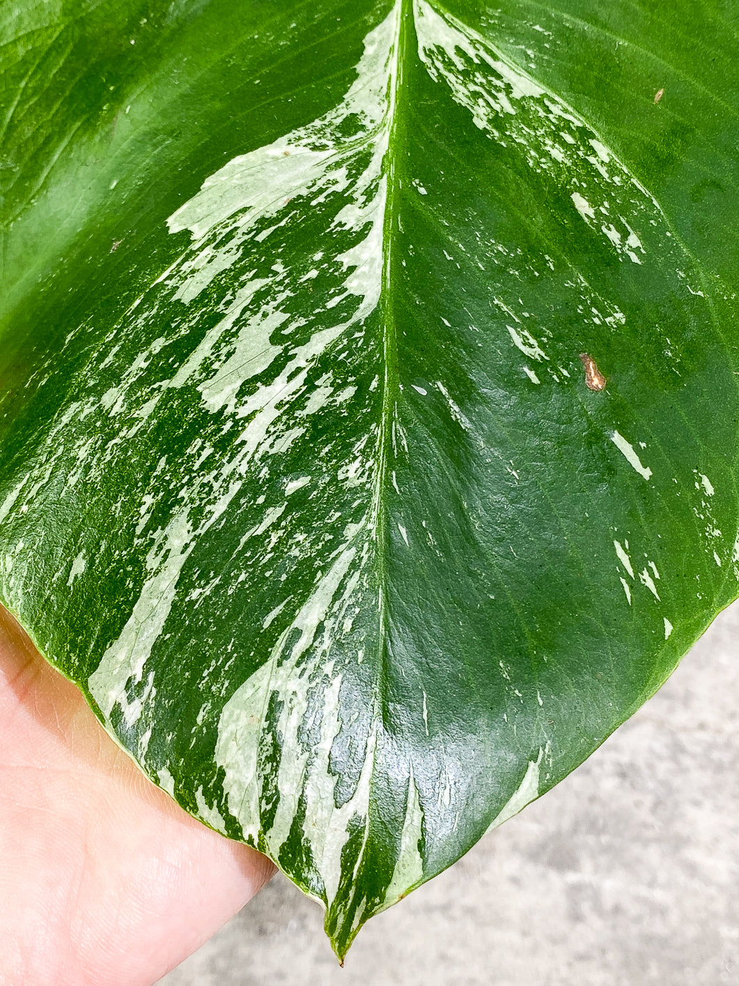 Monstera albo variegata Rooting 1 leaf