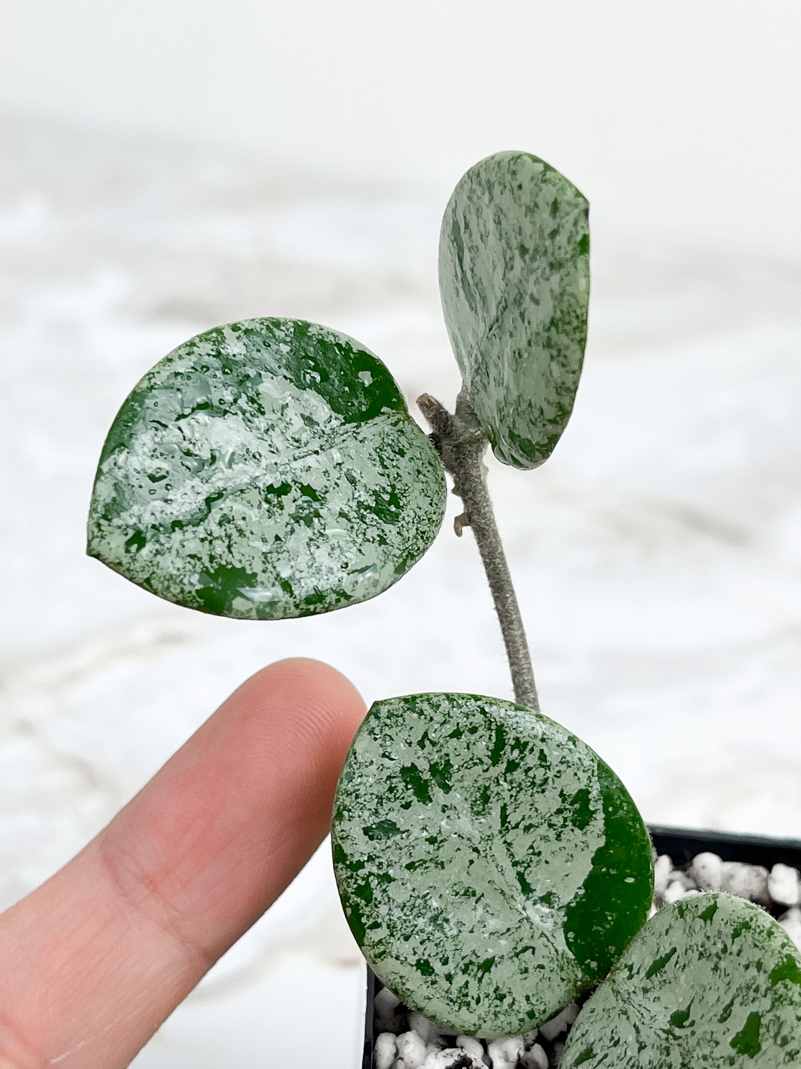 Hoya Mathilde Super Silver Big Leaves Rooted