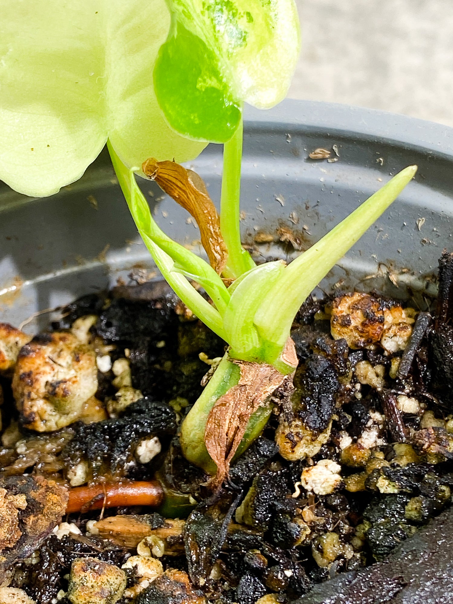 Philodendron Burle Marx Variegated 2 leaves 1 sprout Rooted