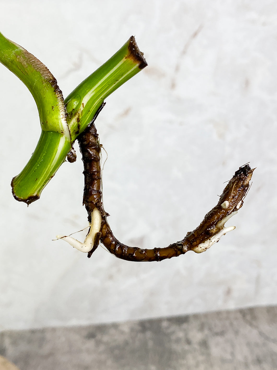 Monstera albo variegata Rooting 1 leaf
