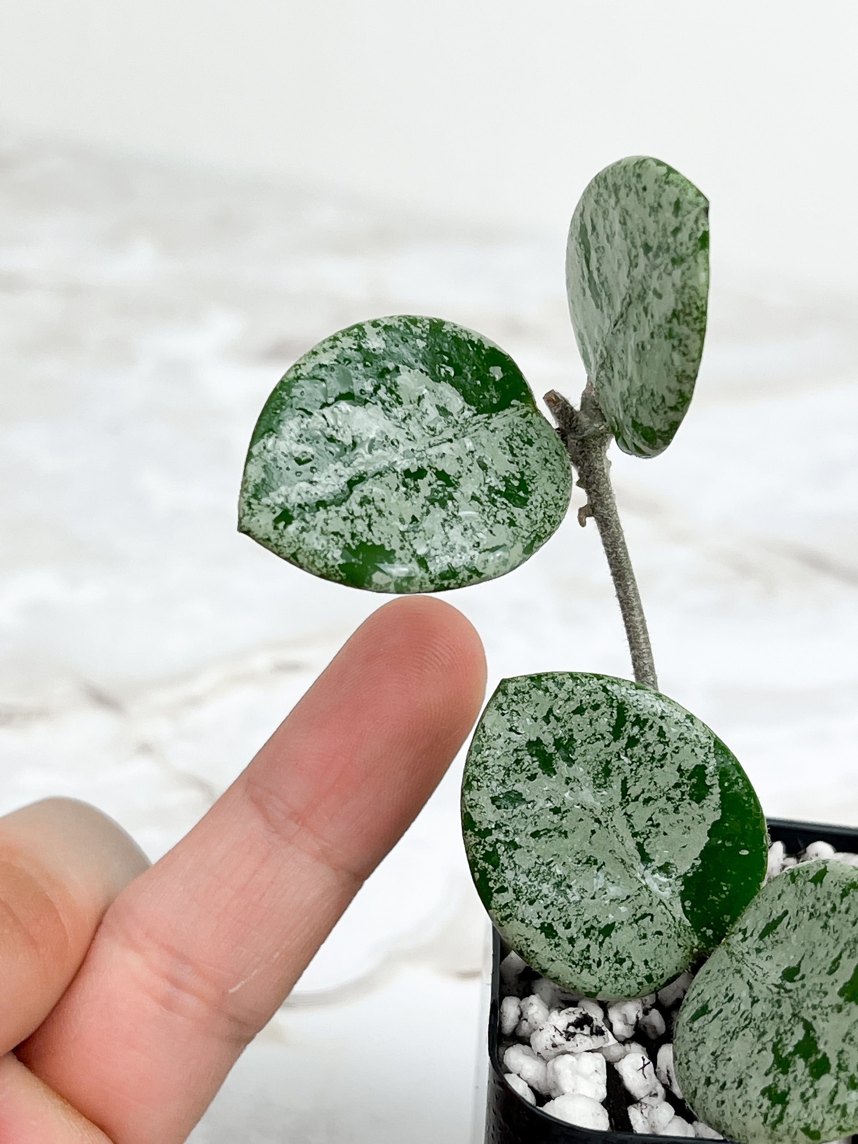 Hoya Mathilde Super Silver Big Leaves Rooted