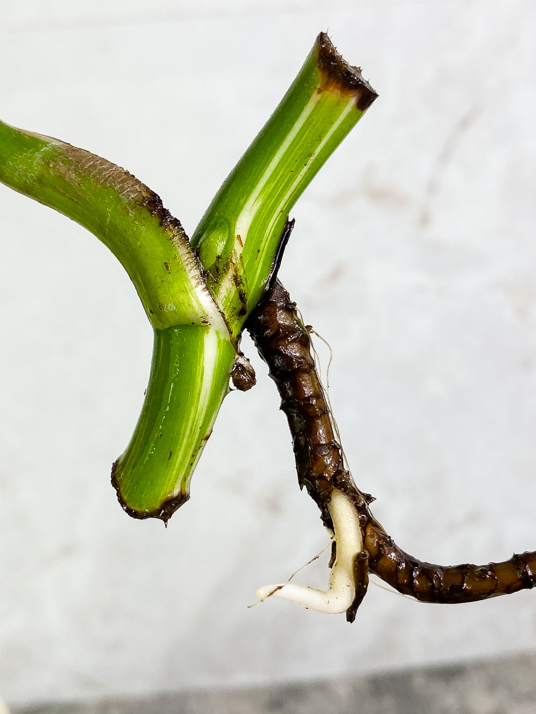 Monstera albo variegata Rooting 1 leaf