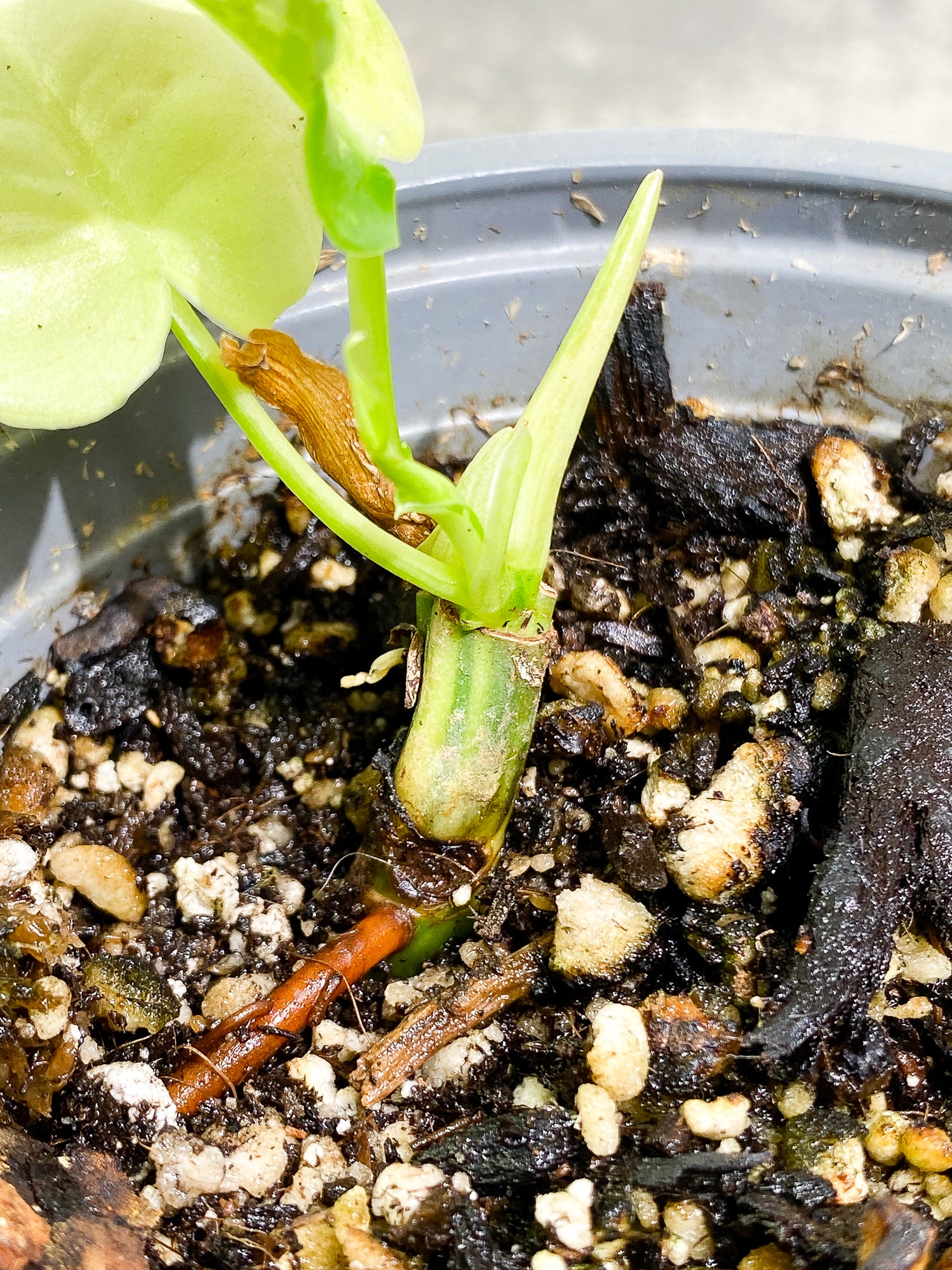 Philodendron Burle Marx Variegated 2 leaves 1 sprout Rooted