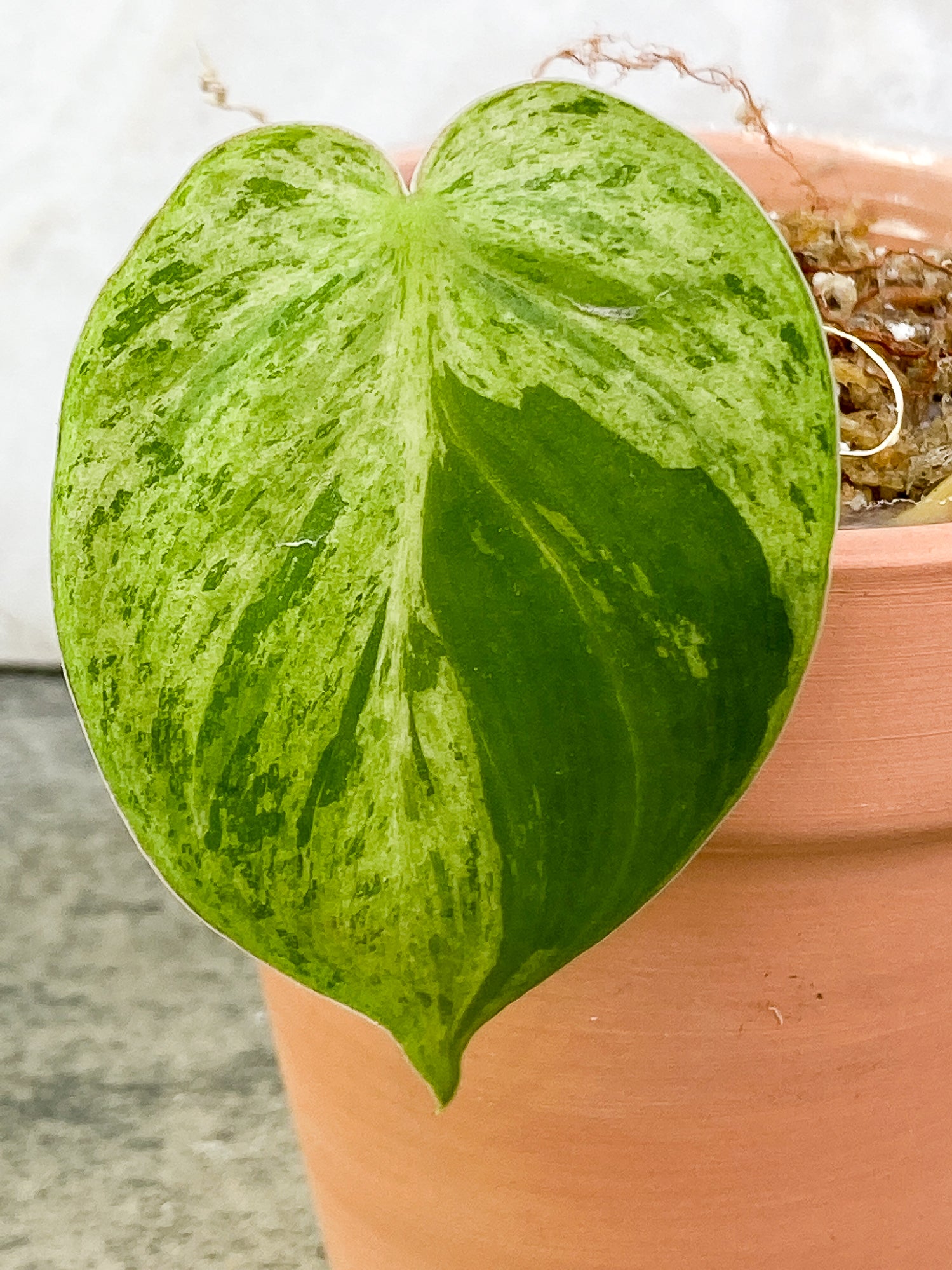 Philodendron Hederaceum variegated 1 leaf rooting