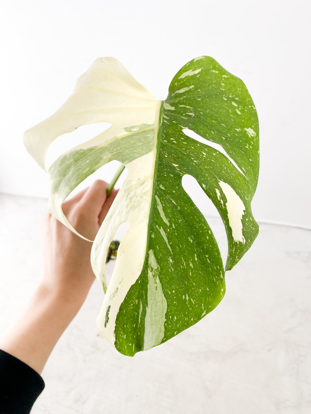 Monstera Thai Constellation 1 Leaf Top Cutting