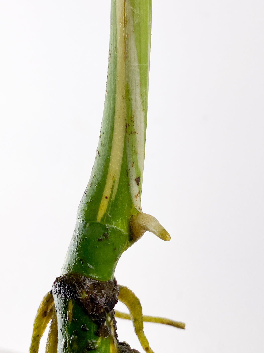 Monstera Thai Constellation 1 Leaf Top Cutting