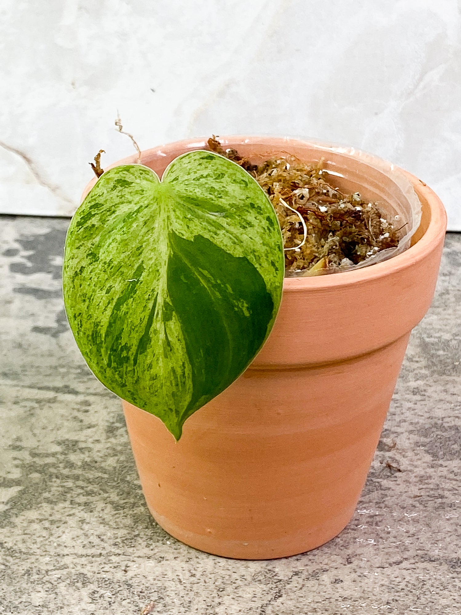 Philodendron Hederaceum variegated 1 leaf rooting