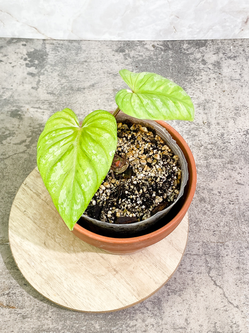 Philodendron Plowmanii 2 leaves 1 sprout fully rooted