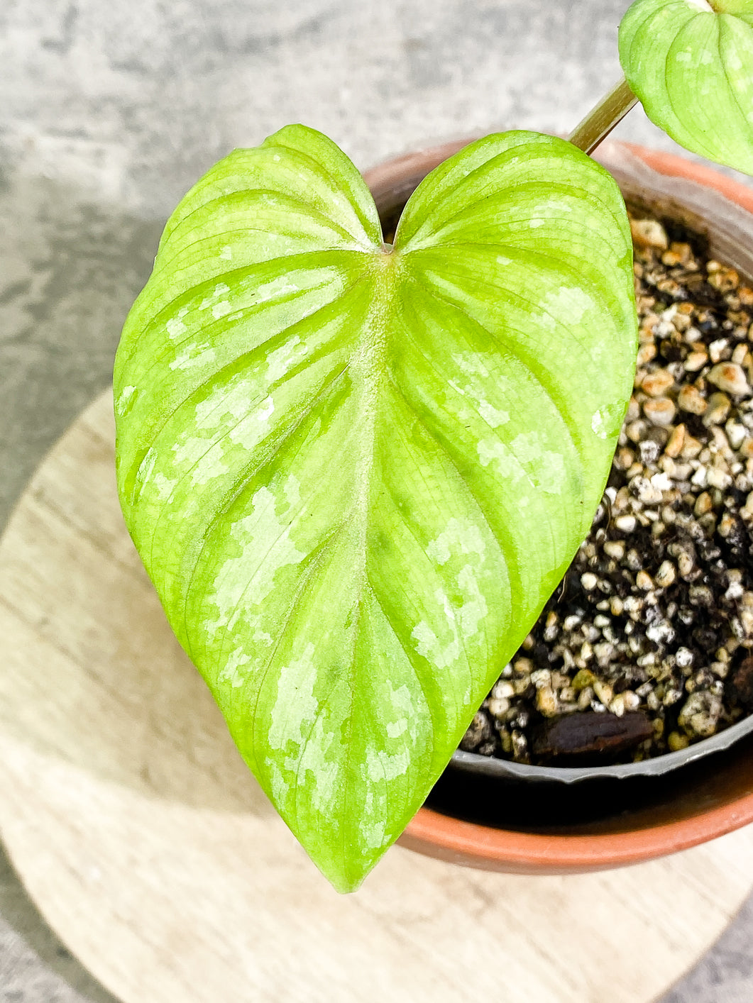 Philodendron Plowmanii 2 leaves 1 sprout fully rooted