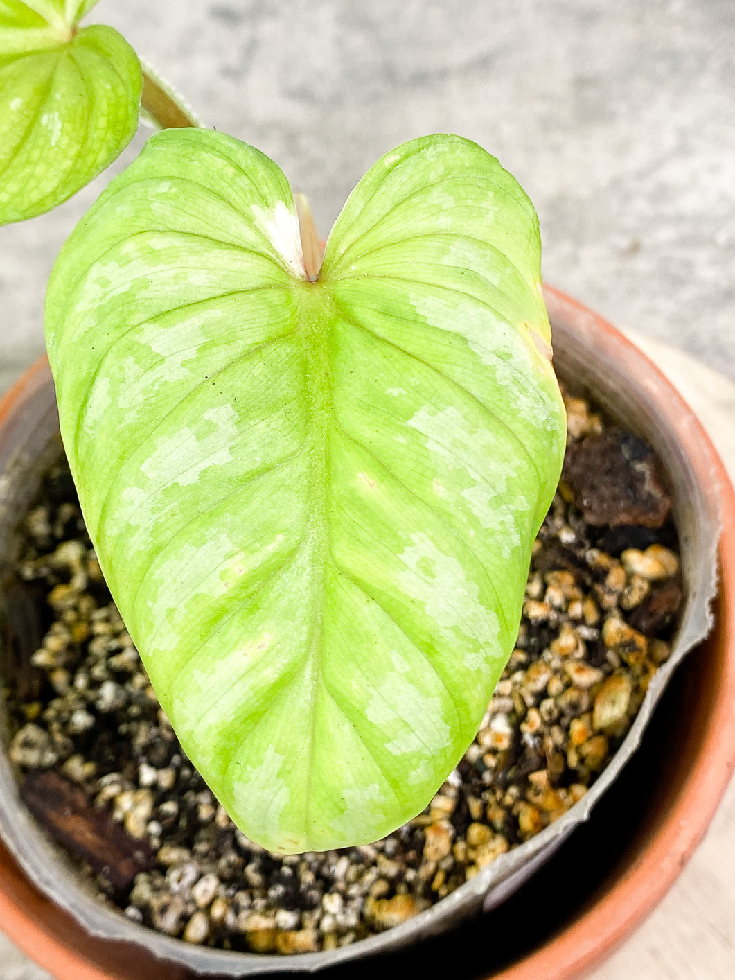 Philodendron Plowmanii 2 leaves 1 sprout fully rooted