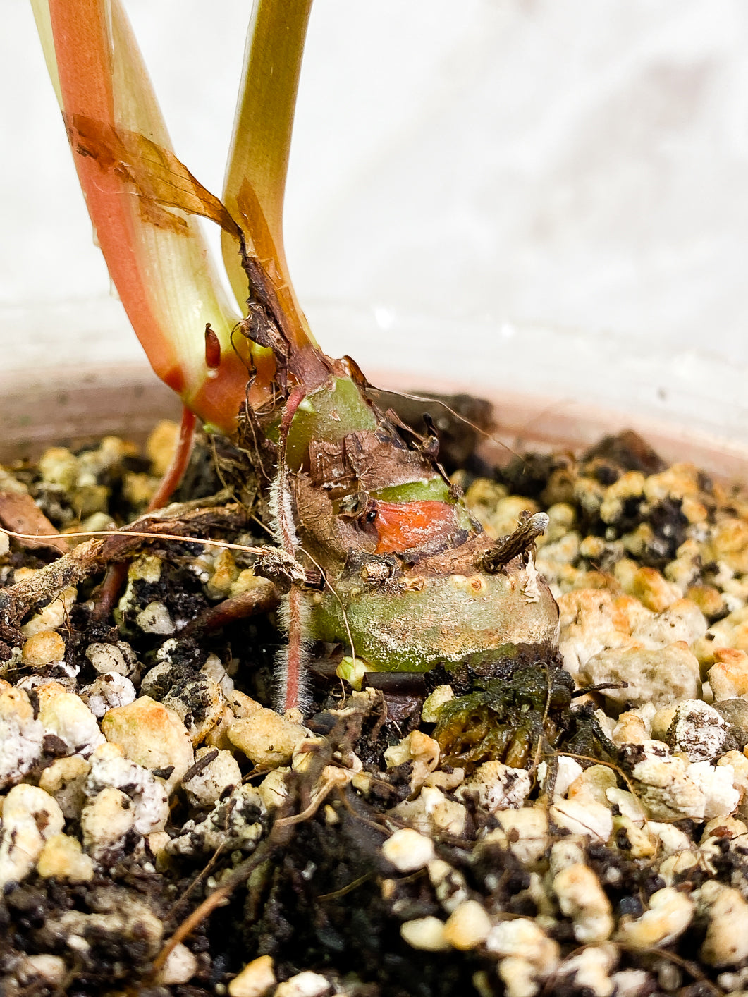 Philodendron Plowmanii 2 leaves 1 sprout fully rooted