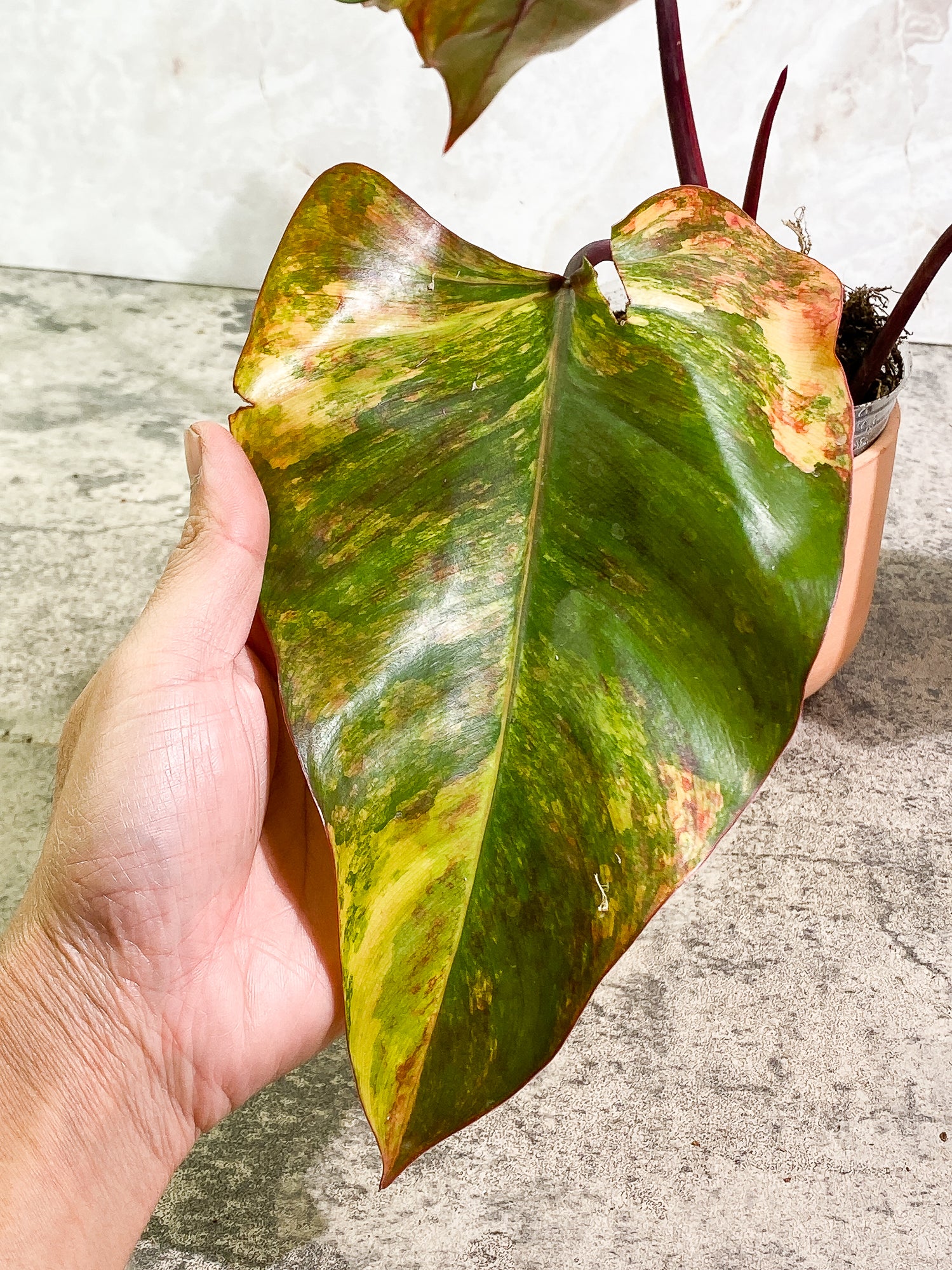 Philodendron Strawberry Shake 3 leaves 1 sprout Top Cutting Slightly Rooted