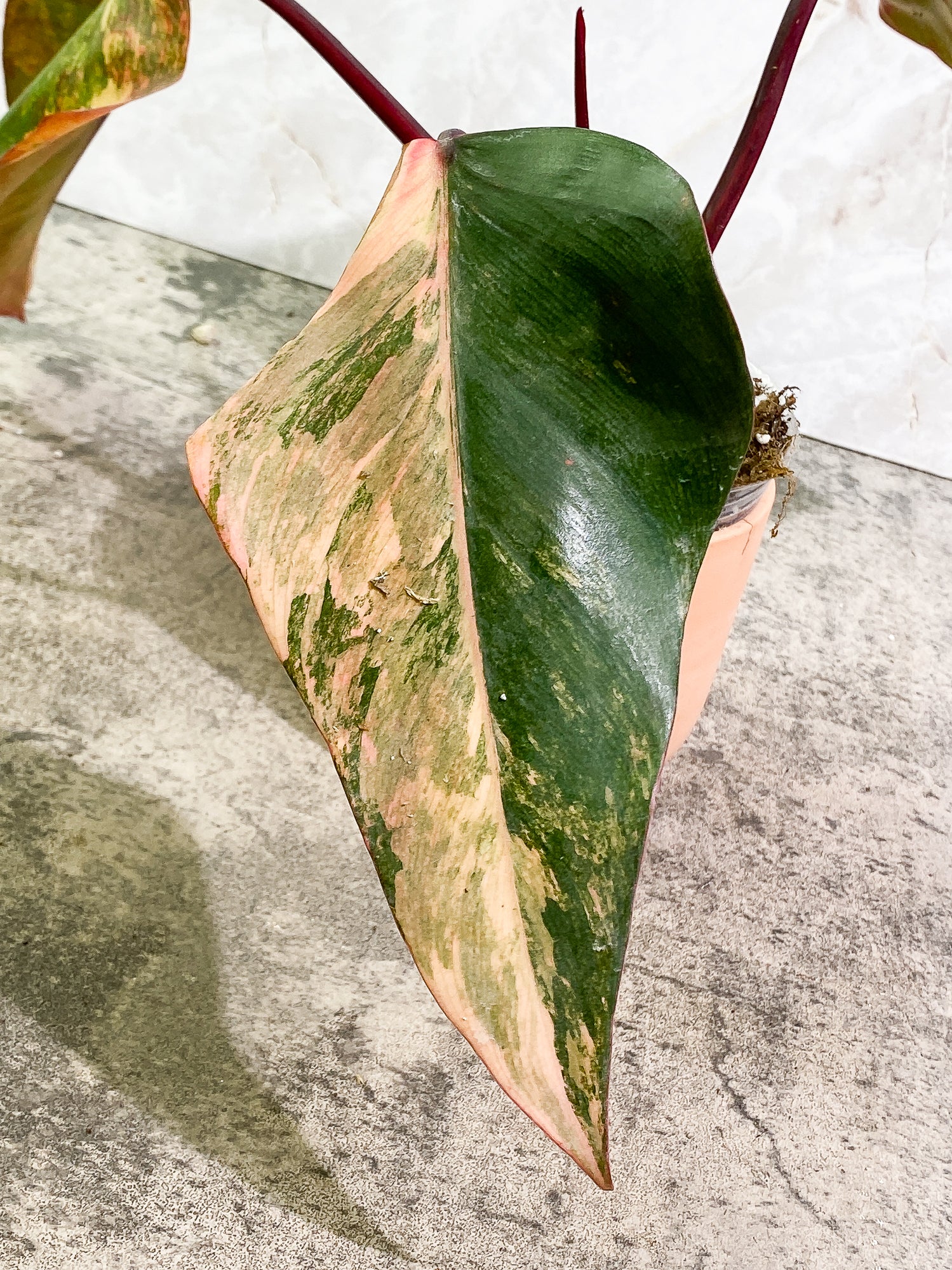 Philodendron Strawberry Shake 3 leaves 1 sprout Top Cutting Slightly Rooted