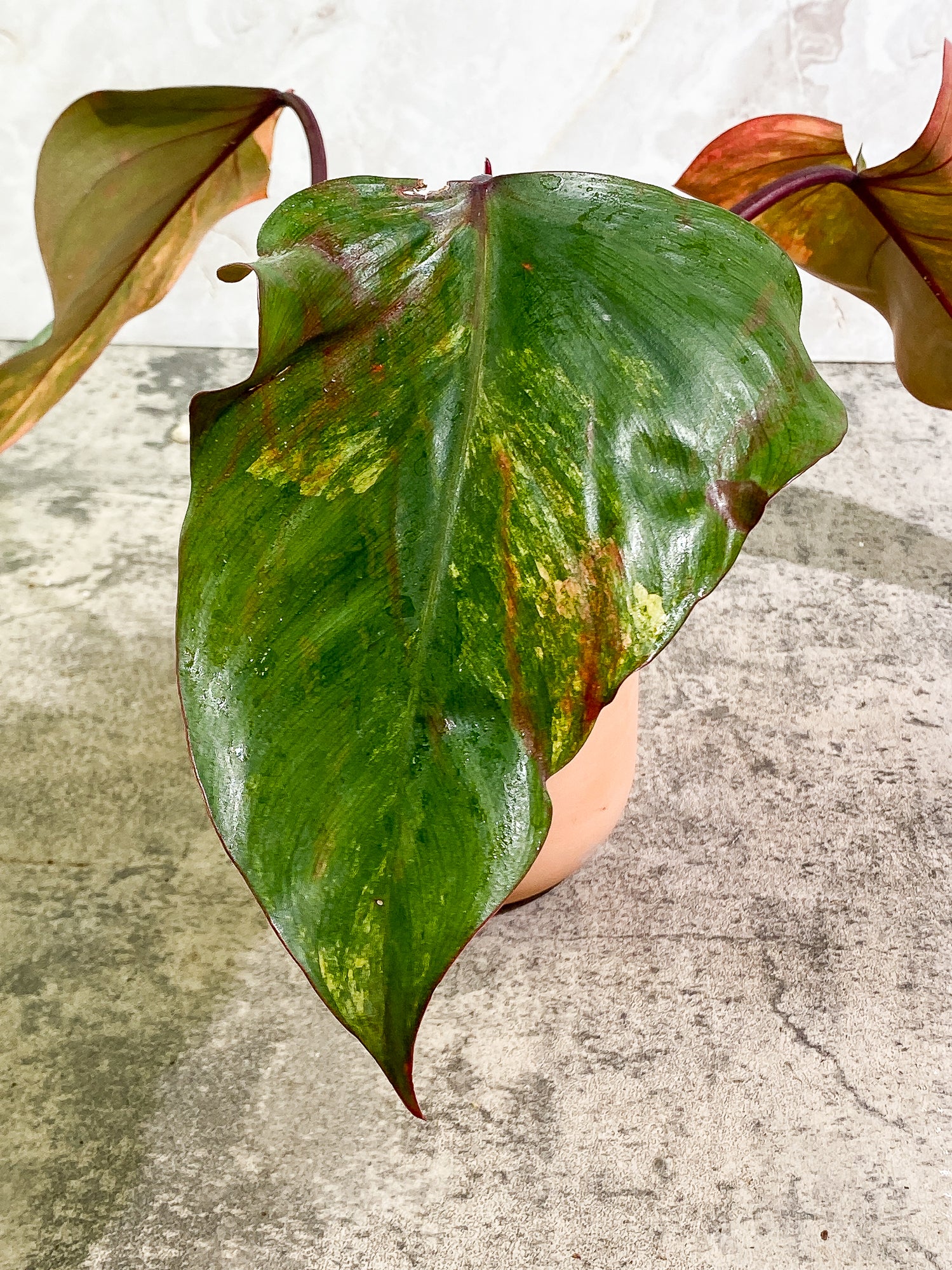 Philodendron Strawberry Shake 3 leaves 1 sprout Top Cutting Slightly Rooted