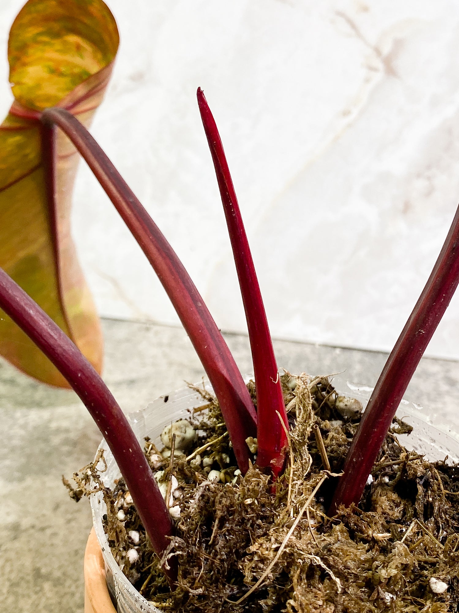 Philodendron Strawberry Shake 3 leaves 1 sprout Top Cutting Slightly Rooted