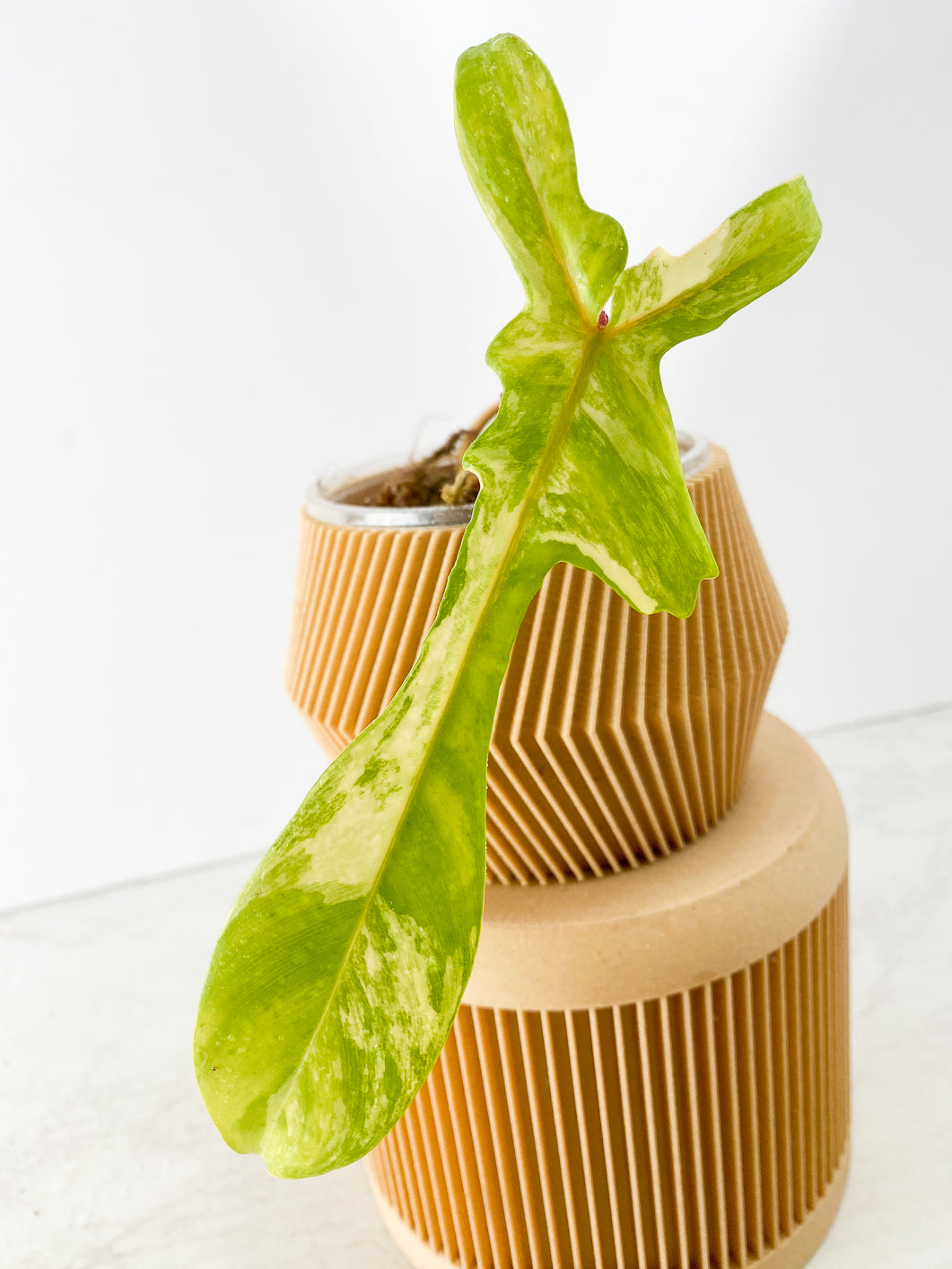 Philodendron Florida Beauty Slightly Rooted 1 leaf 1 sprout Top Cutting