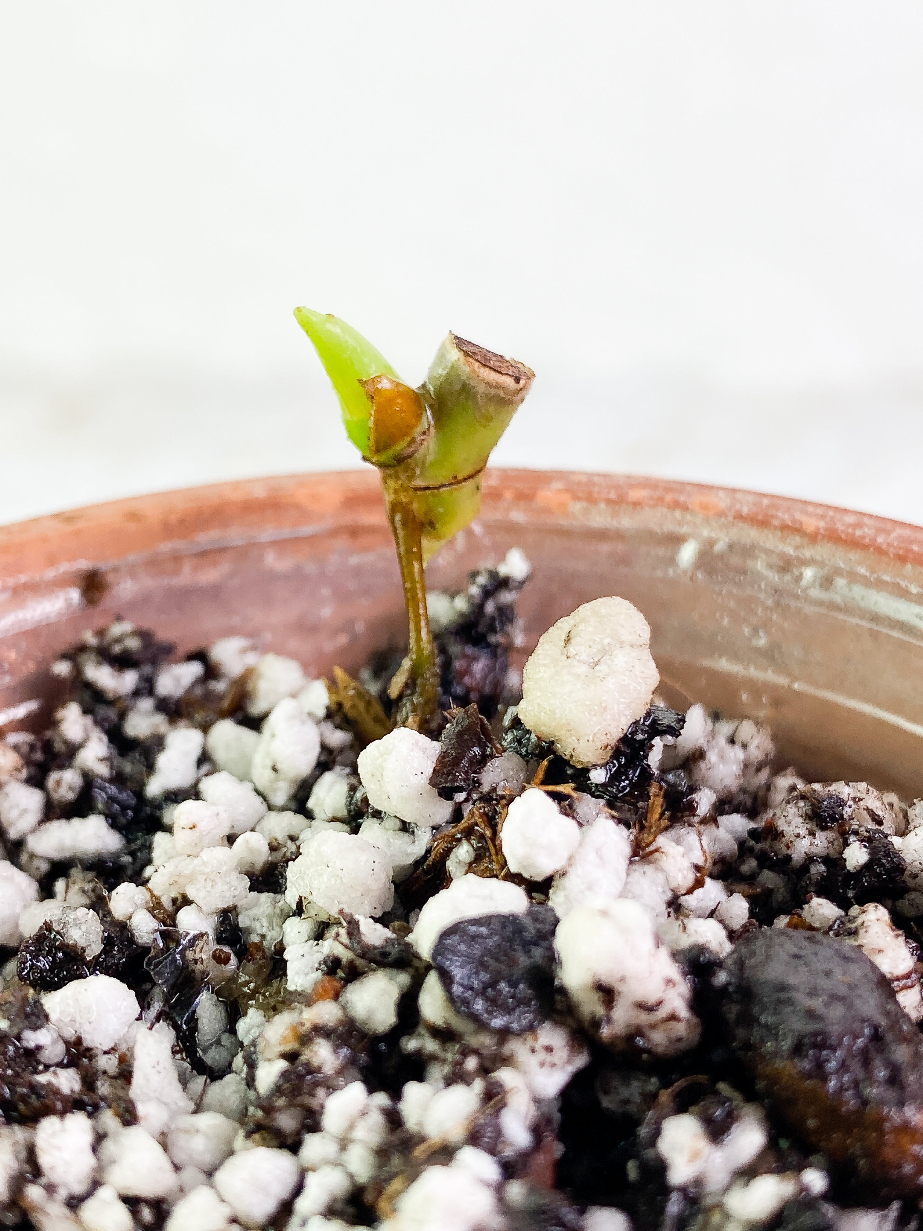 Philodendron Bifennifolium variegated Rooted sprout