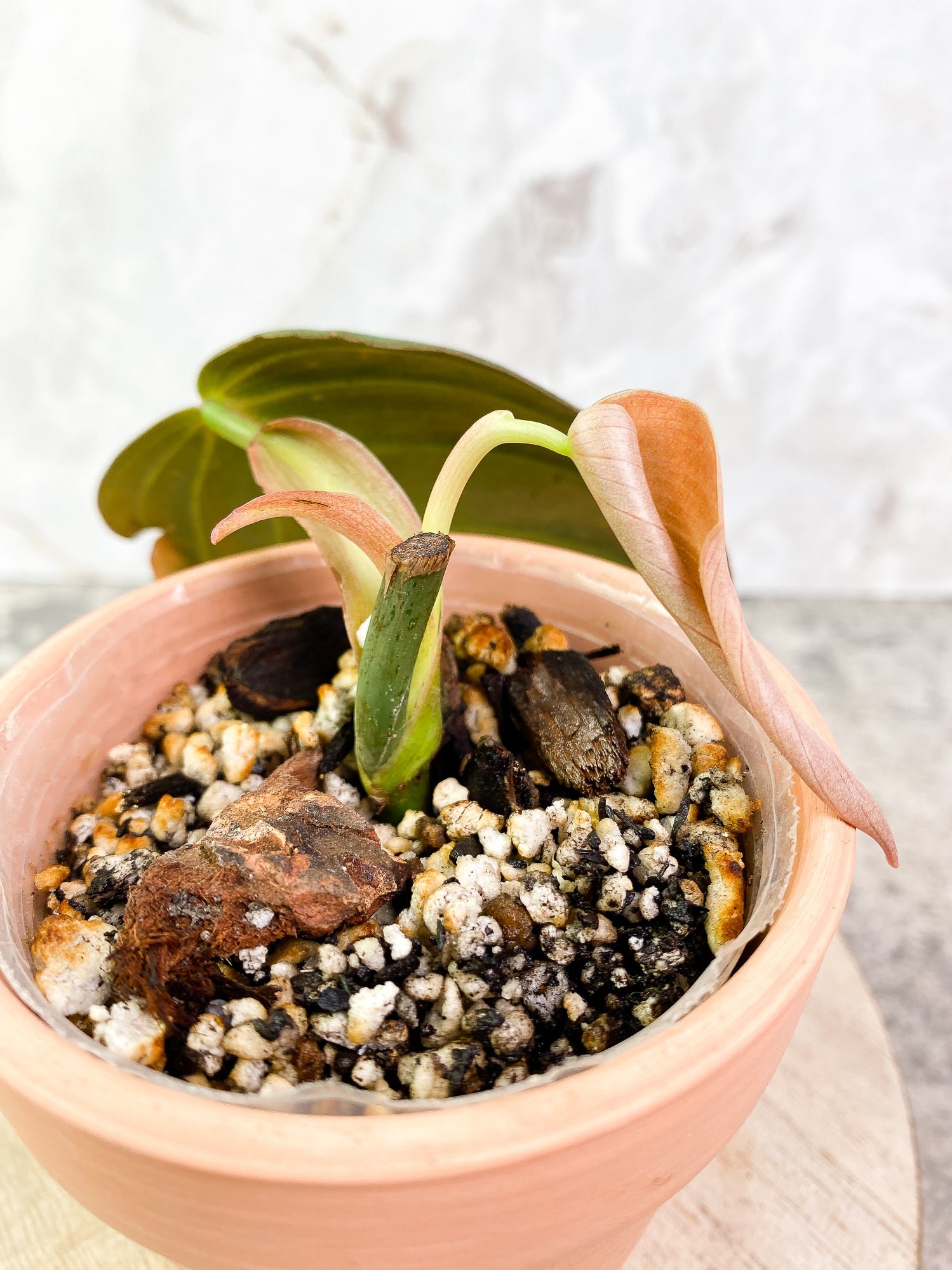 Philodendron Gigas 2 leaves slightly rooted