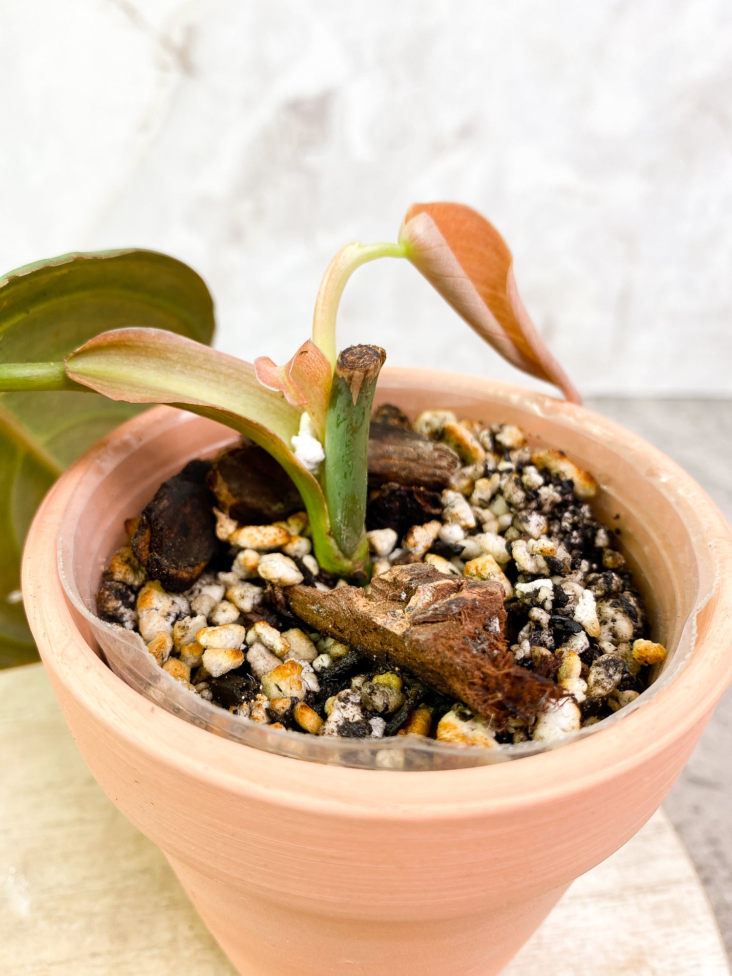 Philodendron Gigas 2 leaves slightly rooted