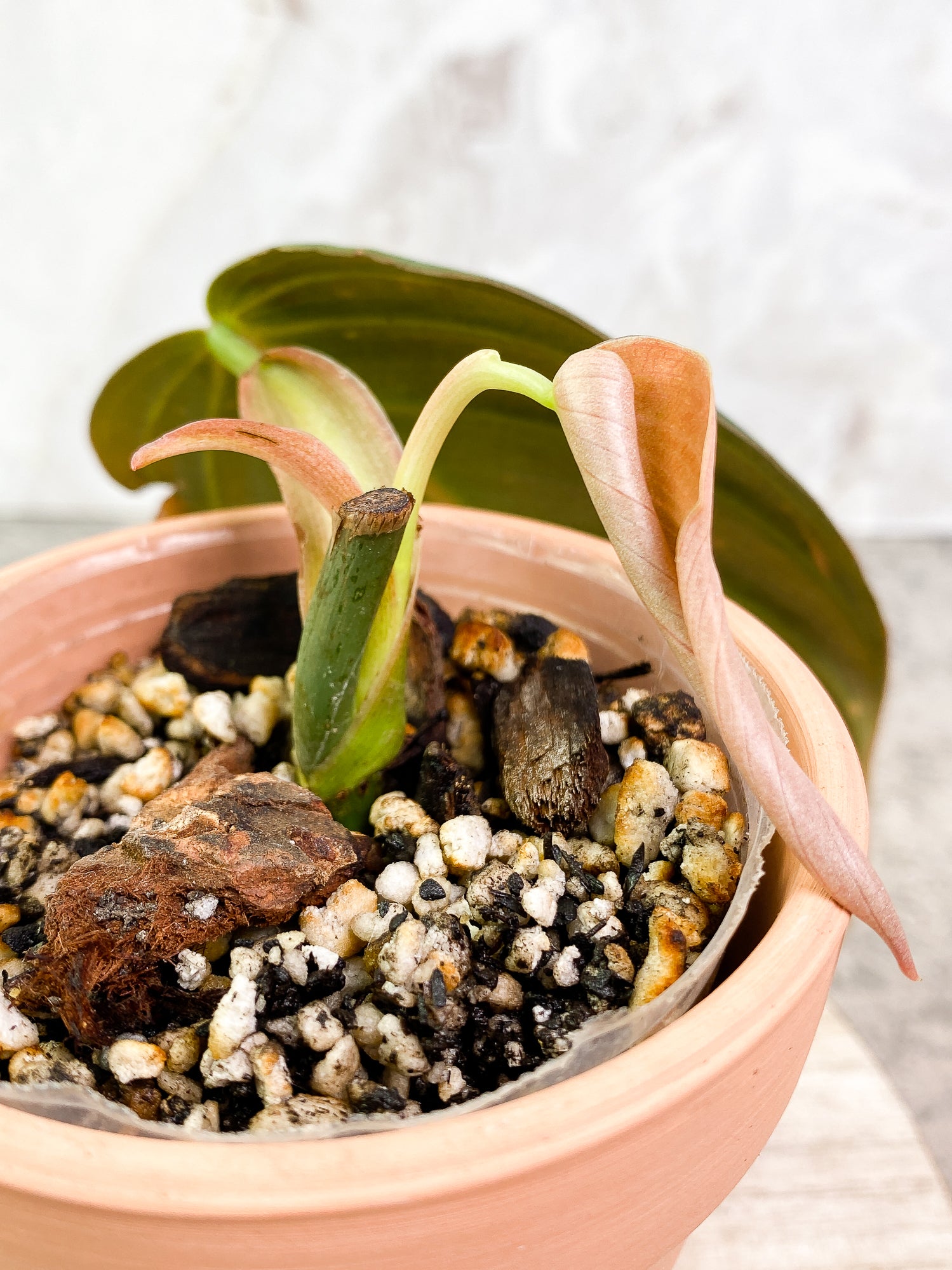 Philodendron Gigas 2 leaves slightly rooted