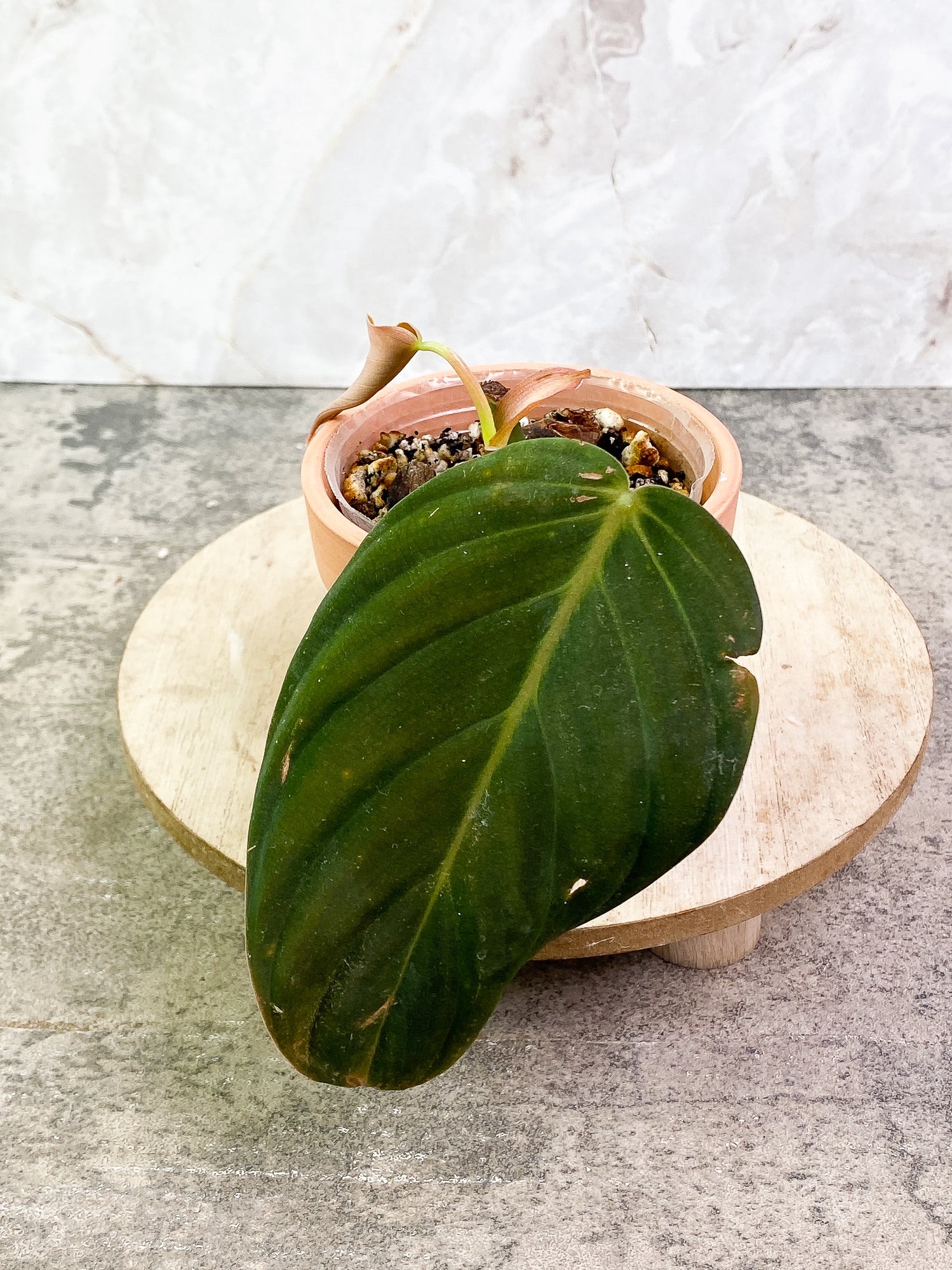 Philodendron Gigas 2 leaves slightly rooted