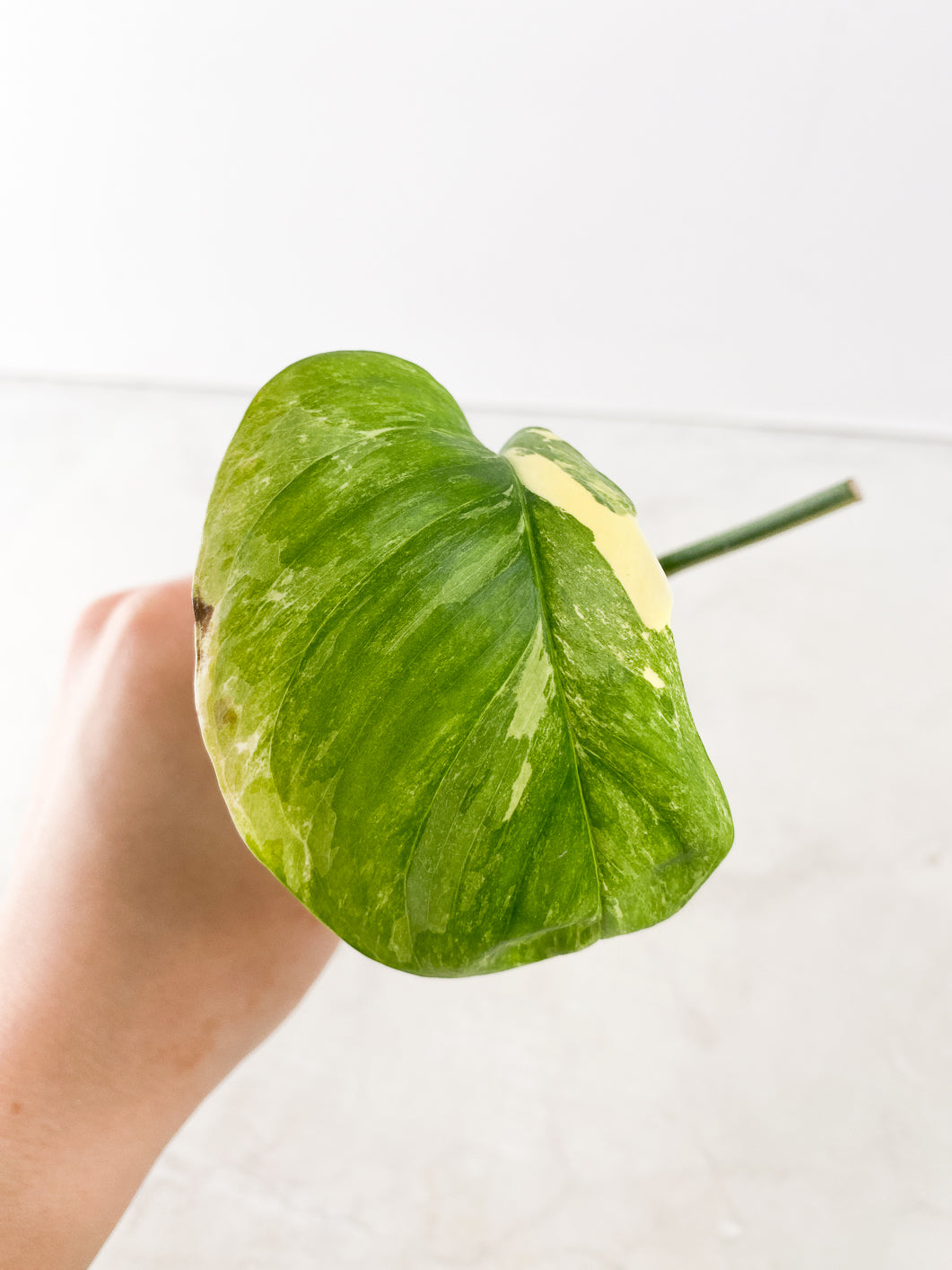Monstera Lechleriana Variegated 1 leaf