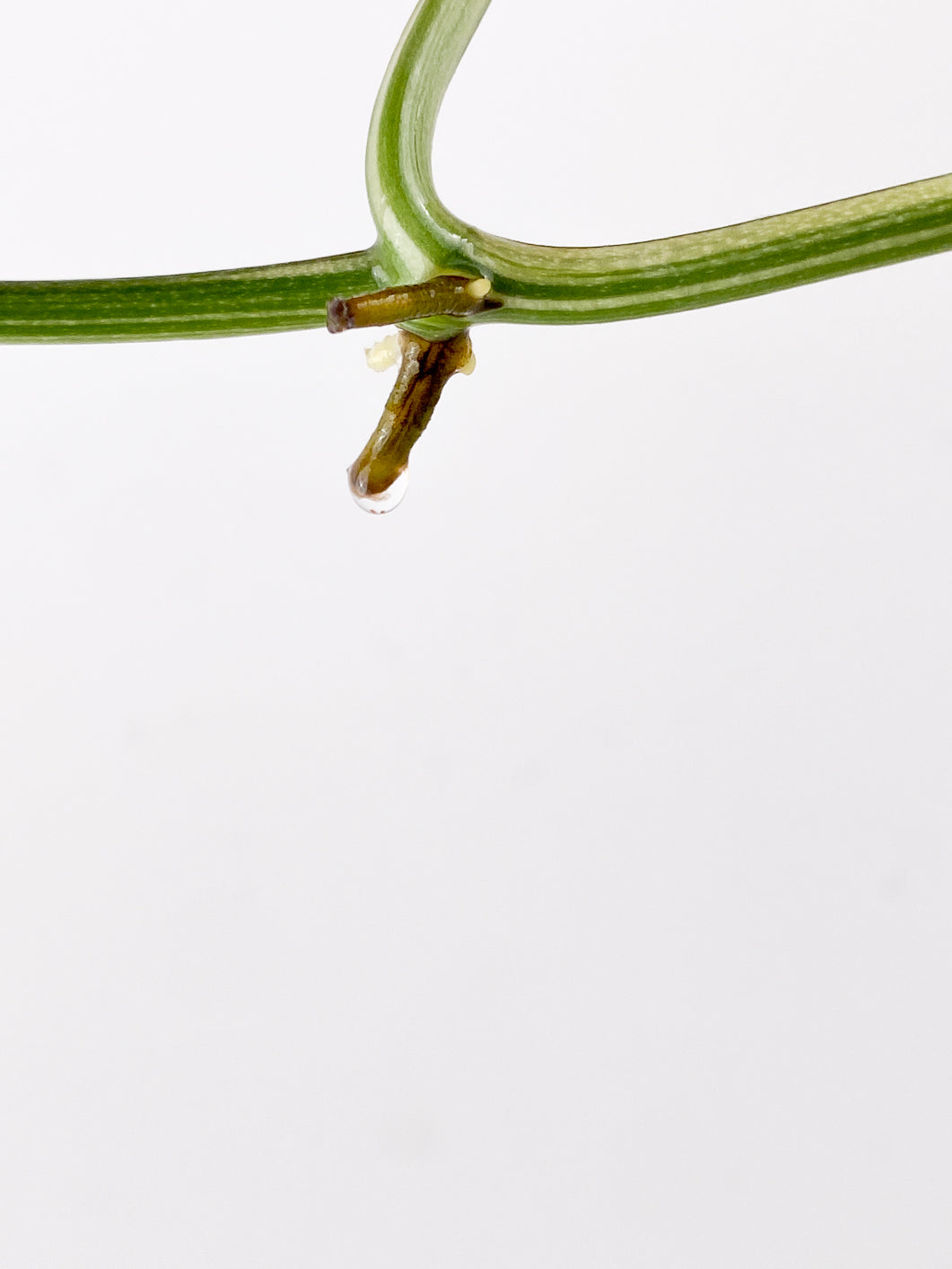Monstera Lechleriana Variegated 1 leaf