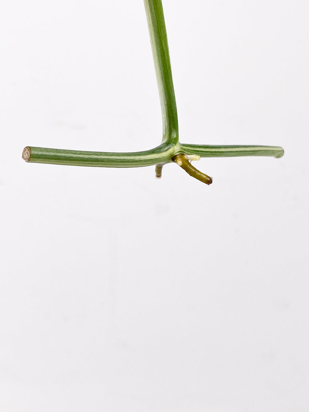 Monstera Lechleriana Variegated 1 leaf