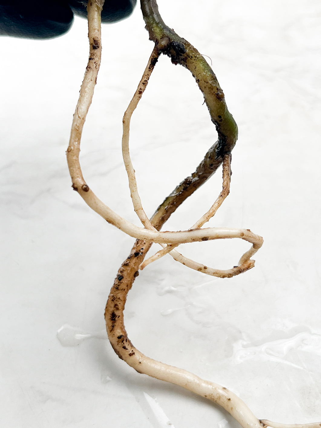 Monstera Albo White Tiger slightly rooted node
