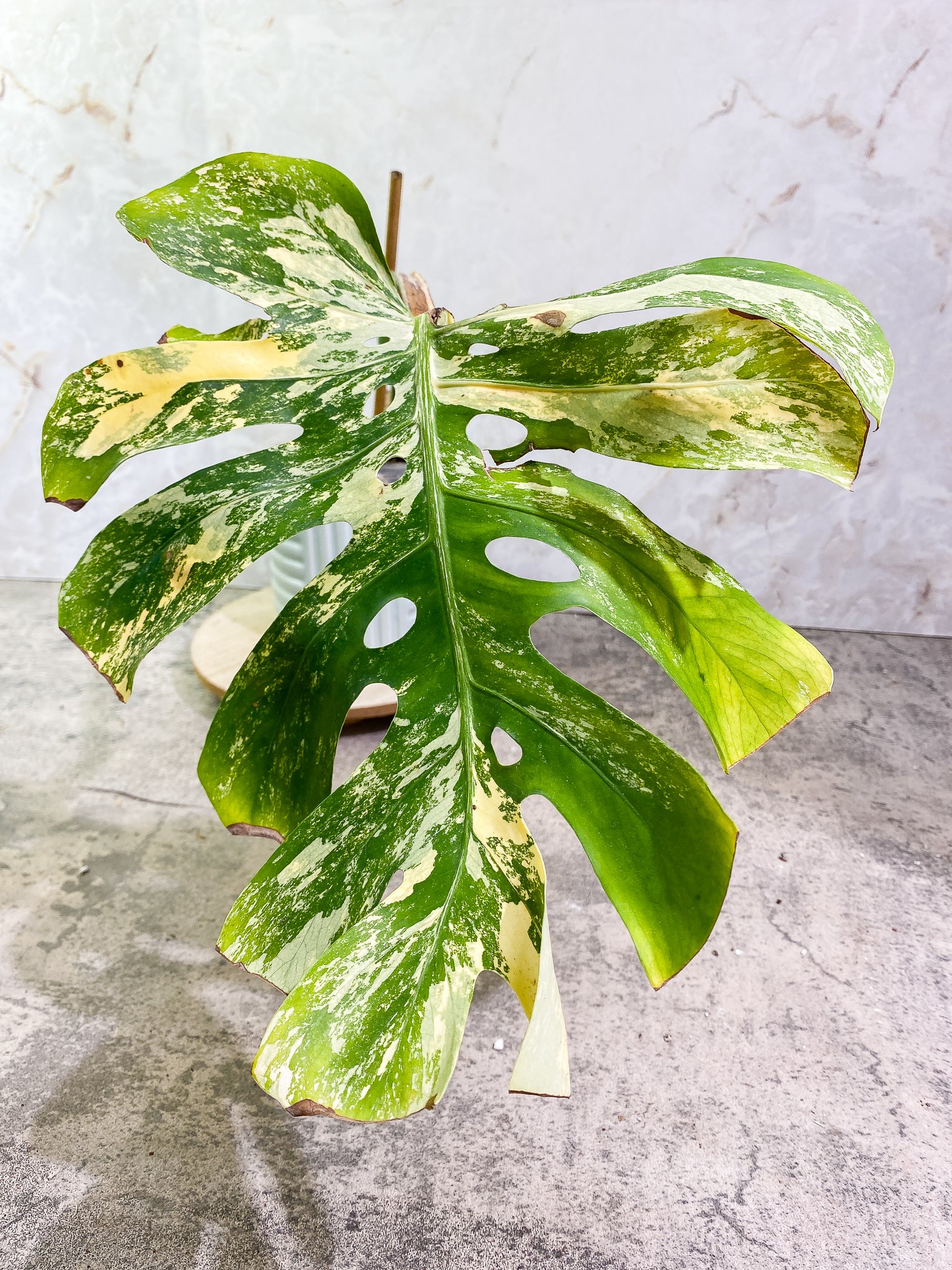 Unicorn: Monstera Aurea Large Form Rooted 1 leaf 2 sprouts