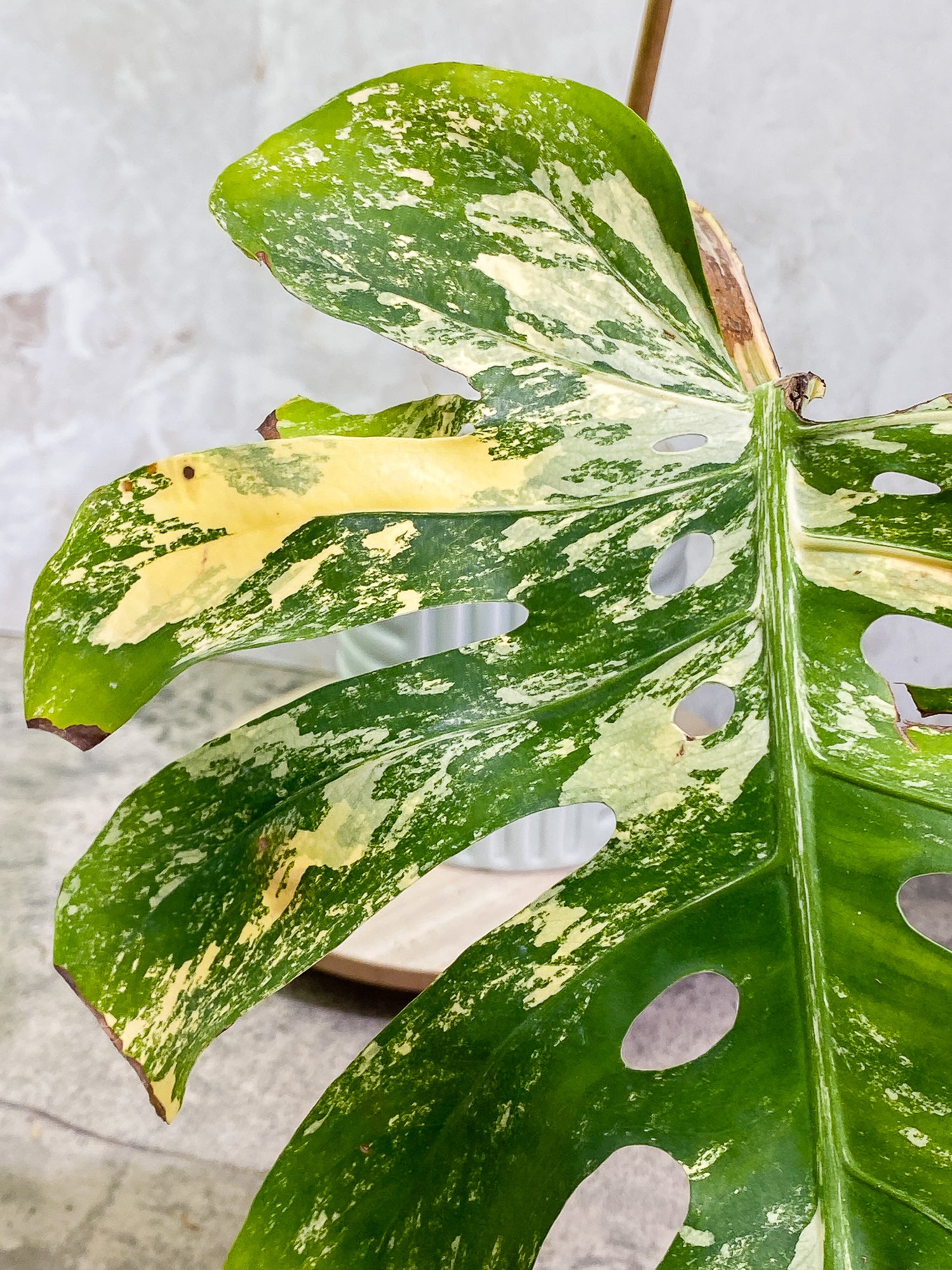 Unicorn: Monstera Aurea Large Form Rooted 1 leaf 2 sprouts