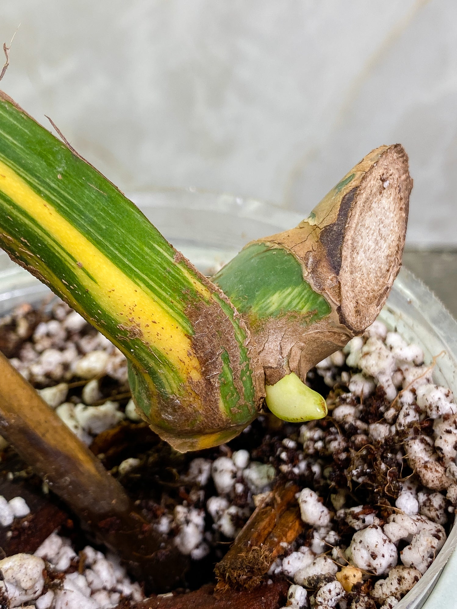Unicorn: Monstera Aurea Large Form Rooted 1 leaf 2 sprouts
