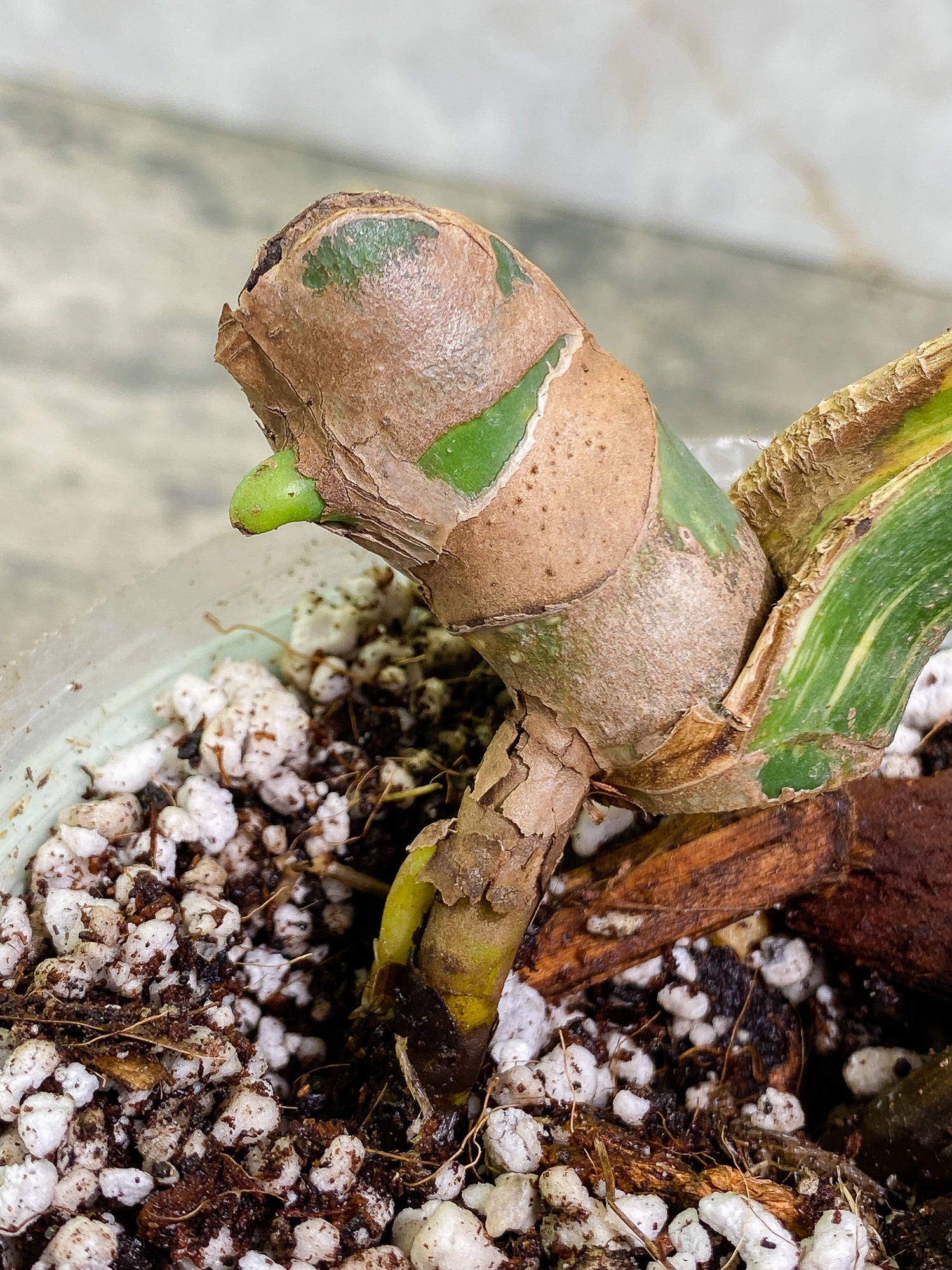 Unicorn: Monstera Aurea Large Form Rooted 1 leaf 2 sprouts