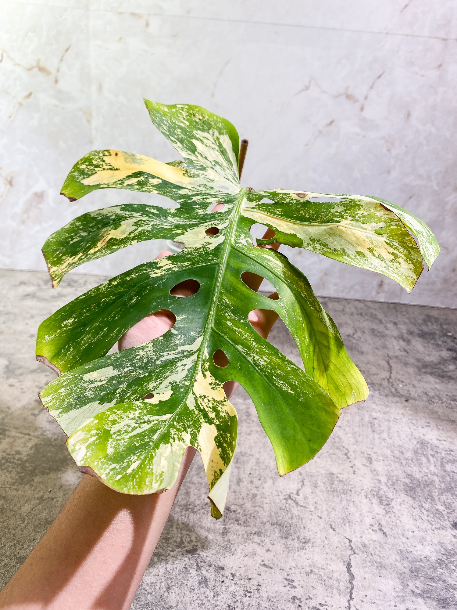 Unicorn: Monstera Aurea Large Form Rooted 1 leaf 2 sprouts