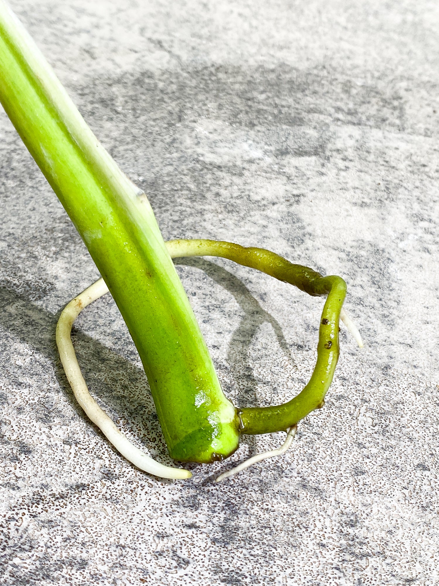 Monstera thai constellation Rooting sprout