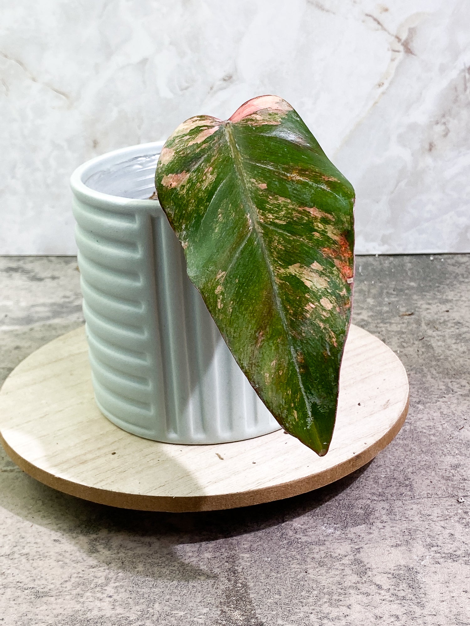Philodendron Strawberry Shake 1 leaf Slightly Rooted