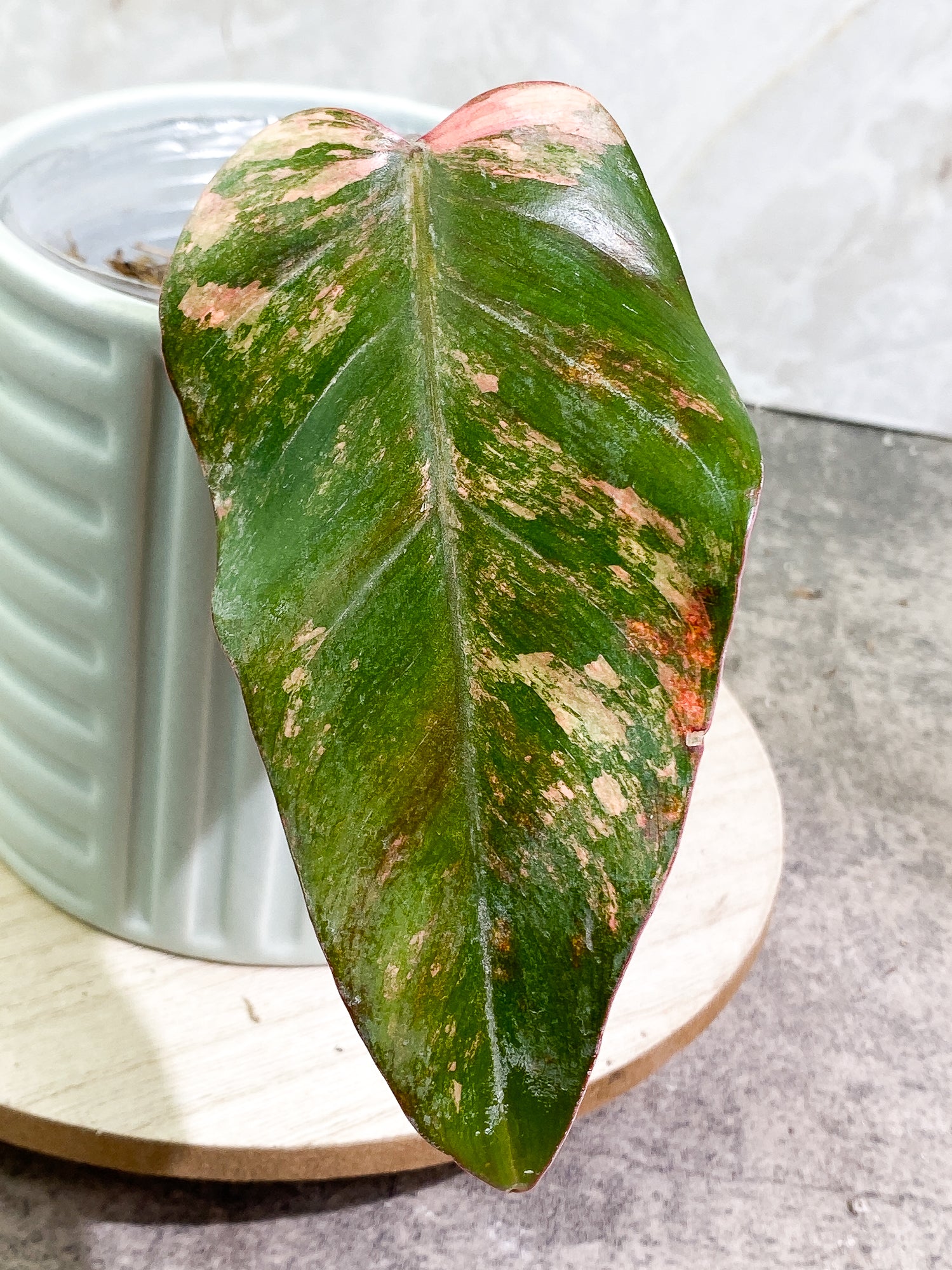 Philodendron Strawberry Shake 1 leaf Slightly Rooted