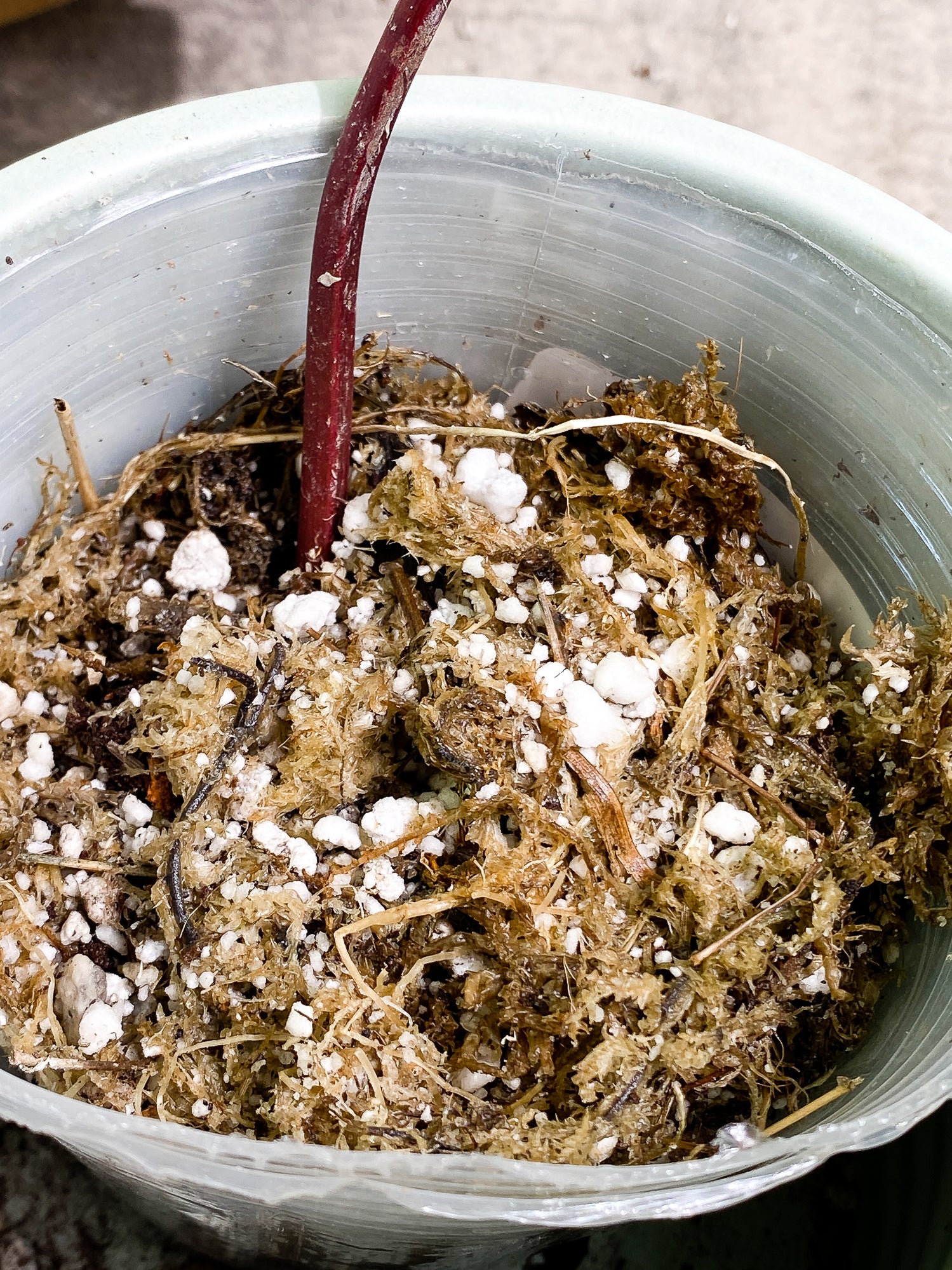 Philodendron Strawberry Shake 1 leaf Slightly Rooted