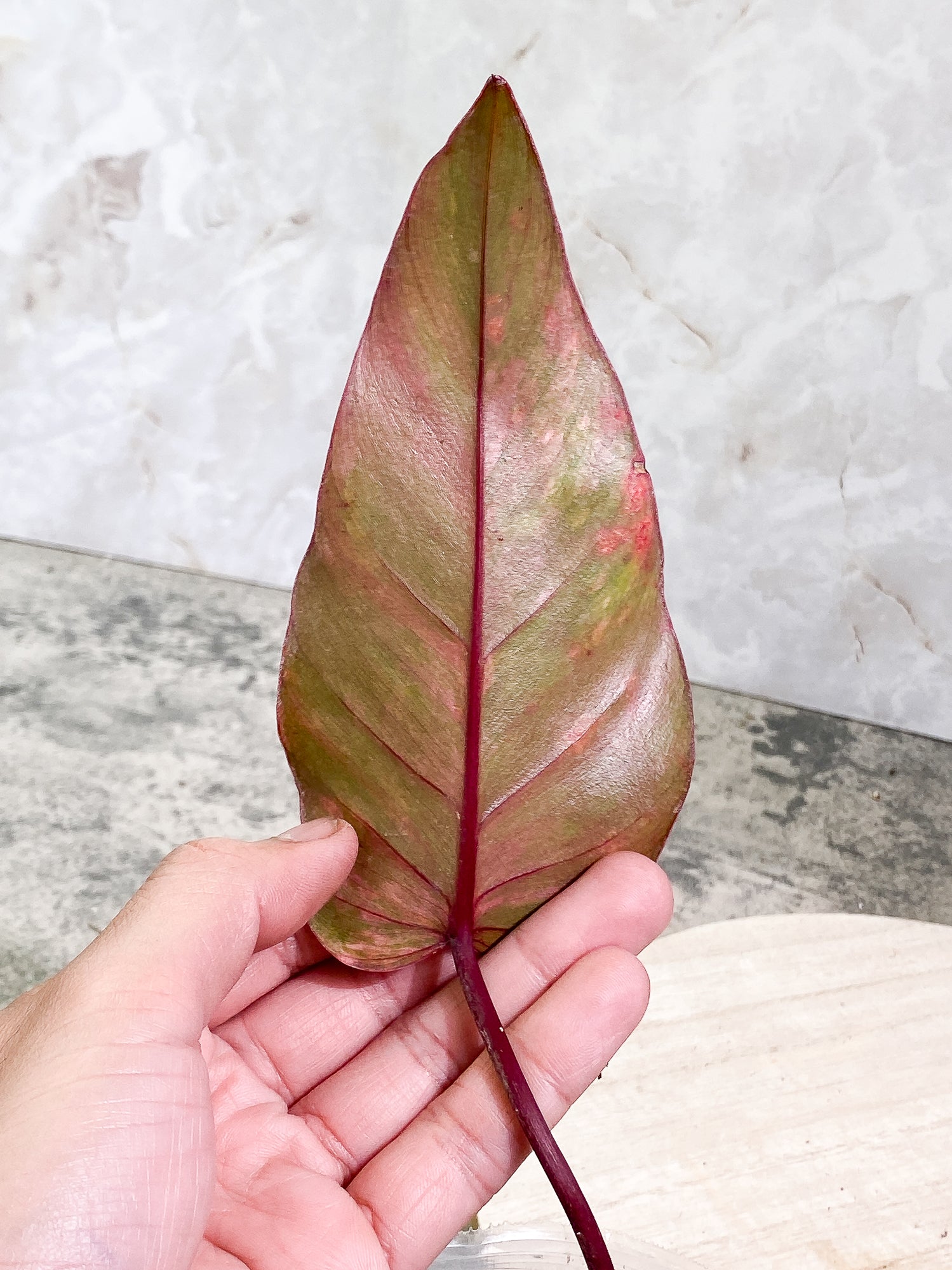 Philodendron Strawberry Shake 1 leaf Slightly Rooted