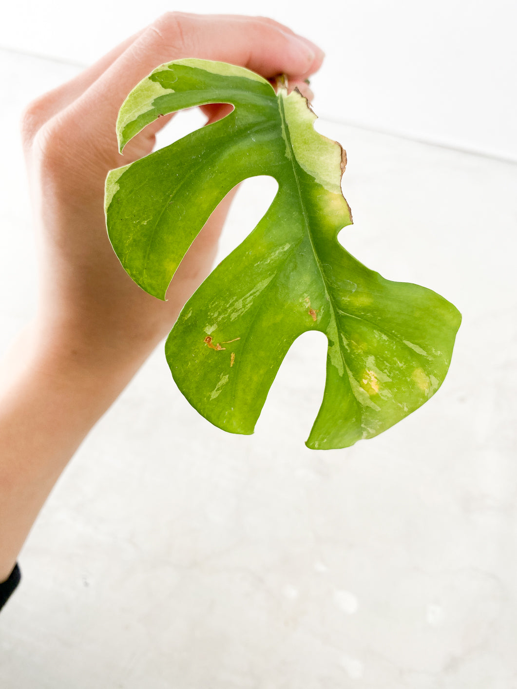 Rhaphidophora Tetrasperma Variegated 1 leaf