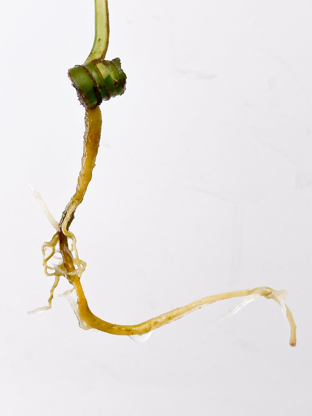 Rhaphidophora Tetrasperma Variegated 1 leaf