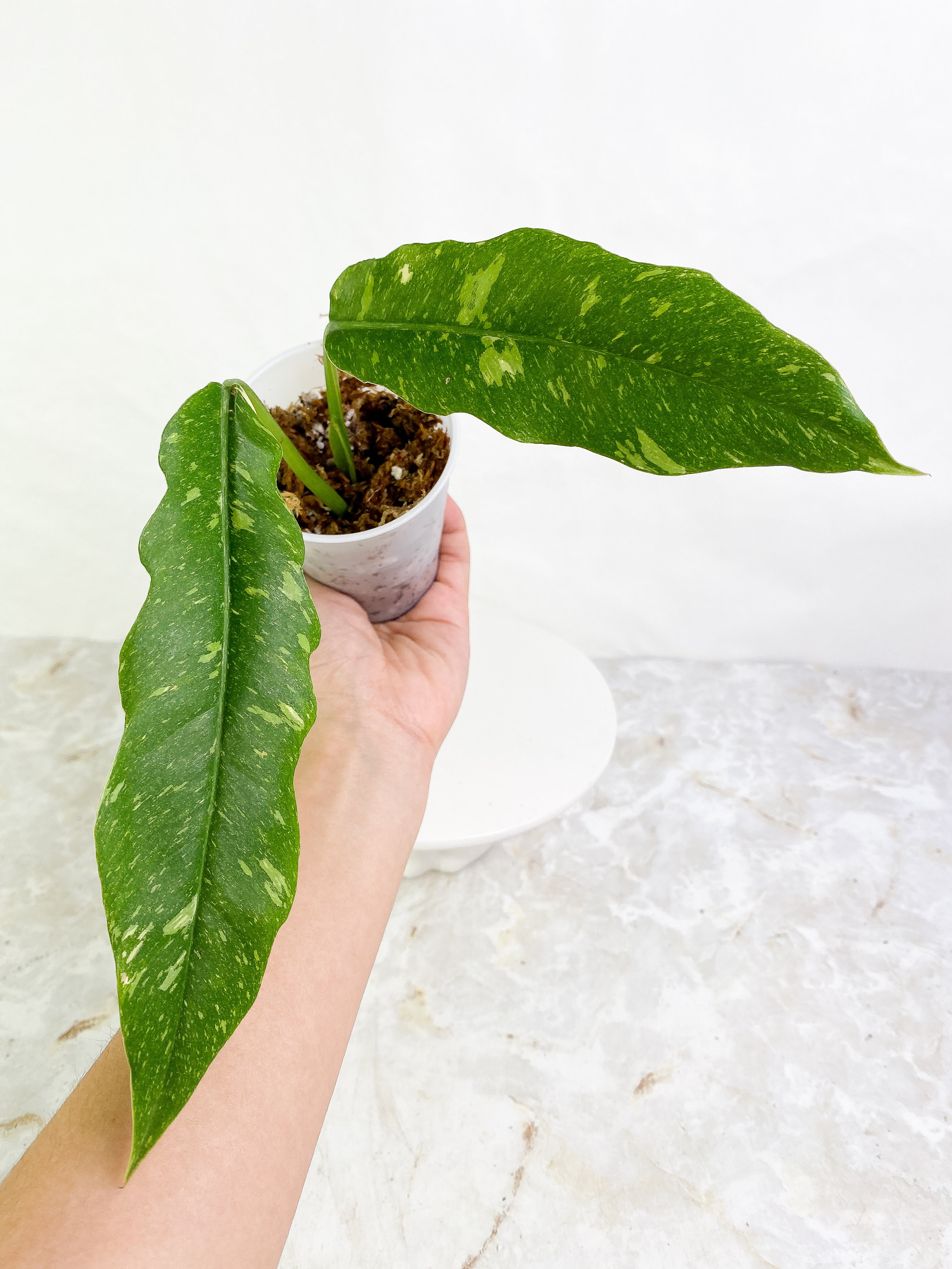 Philodendron Ring of Fire 2 leaves Slightly Rooted