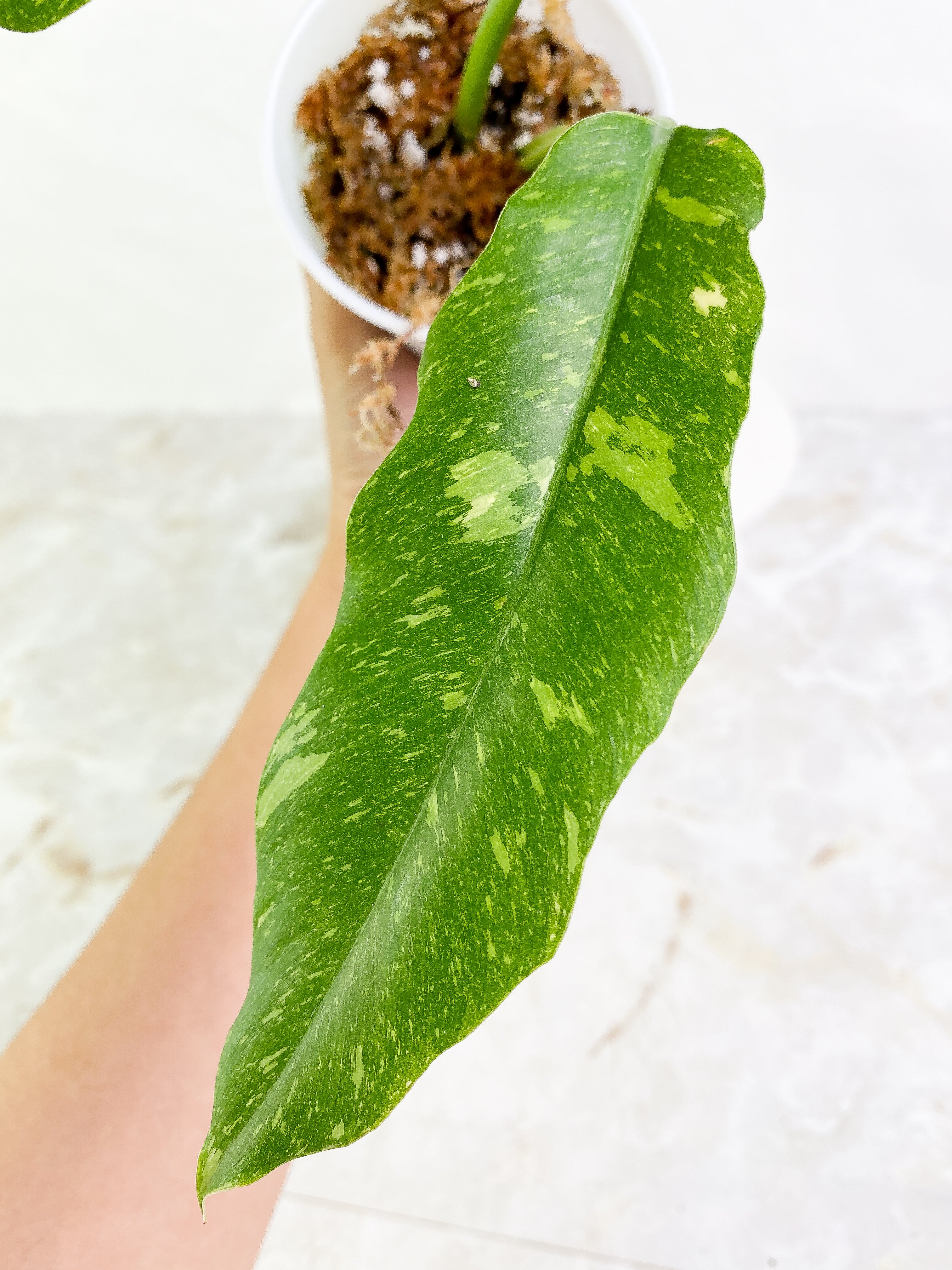 Philodendron Ring of Fire 2 leaves Slightly Rooted