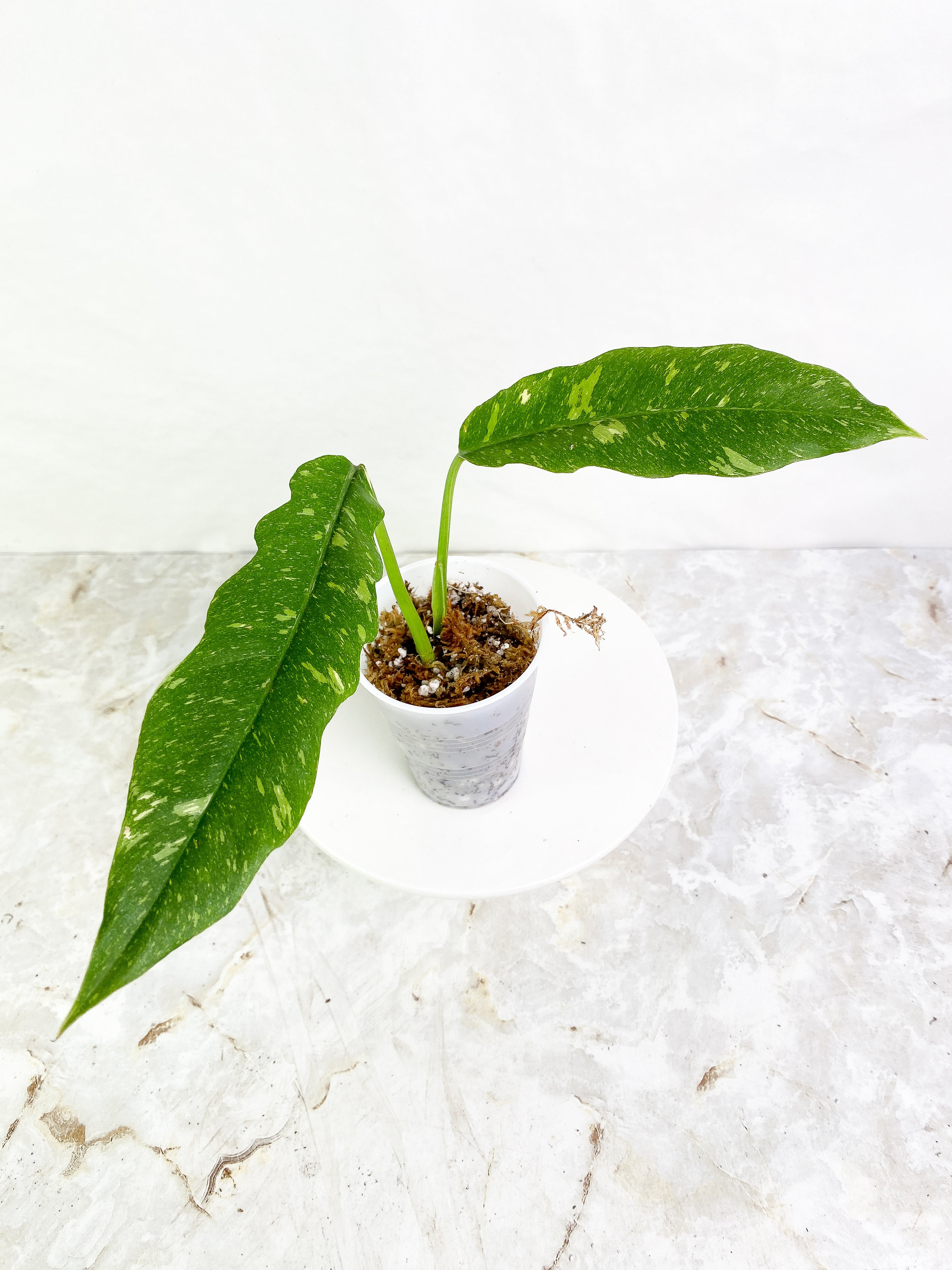 Philodendron Ring of Fire 2 leaves Slightly Rooted