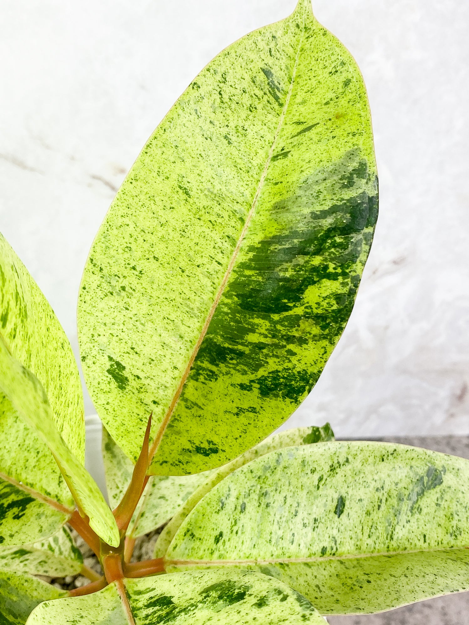 Ficus Elastica Marble 7 leaves 1 sprout slightly rooted