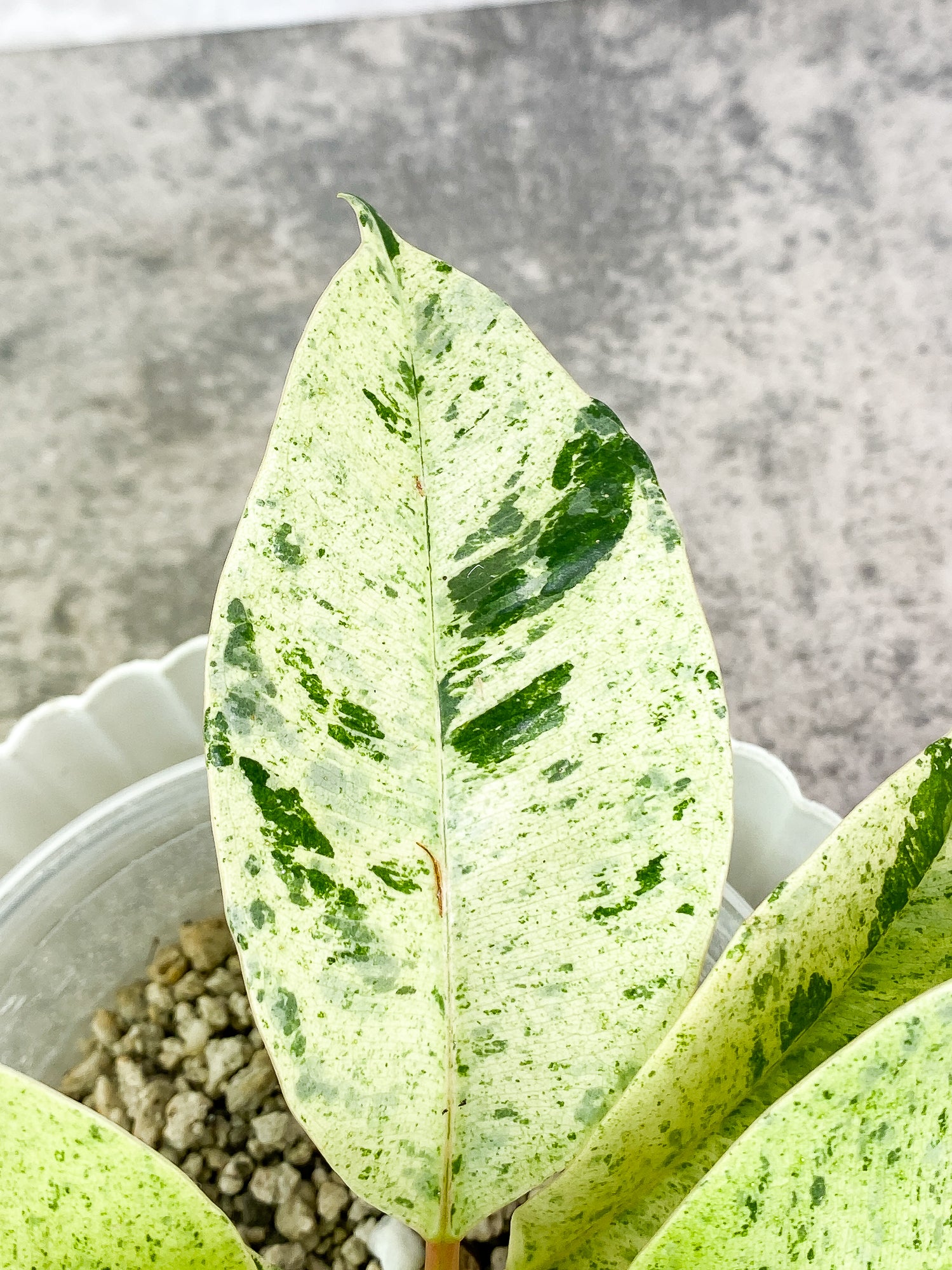 Ficus Elastica Marble 7 leaves 1 sprout slightly rooted
