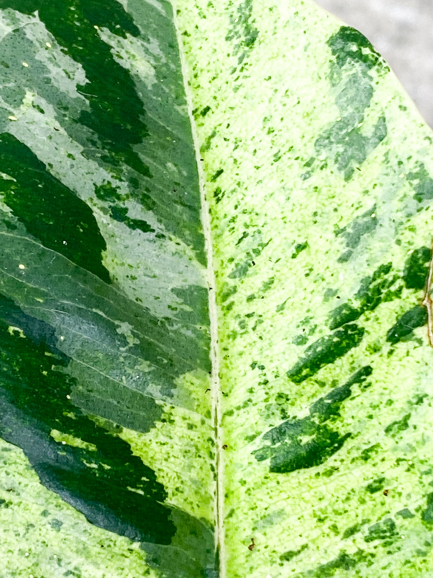 Ficus Elastica Marble 7 leaves 1 sprout slightly rooted
