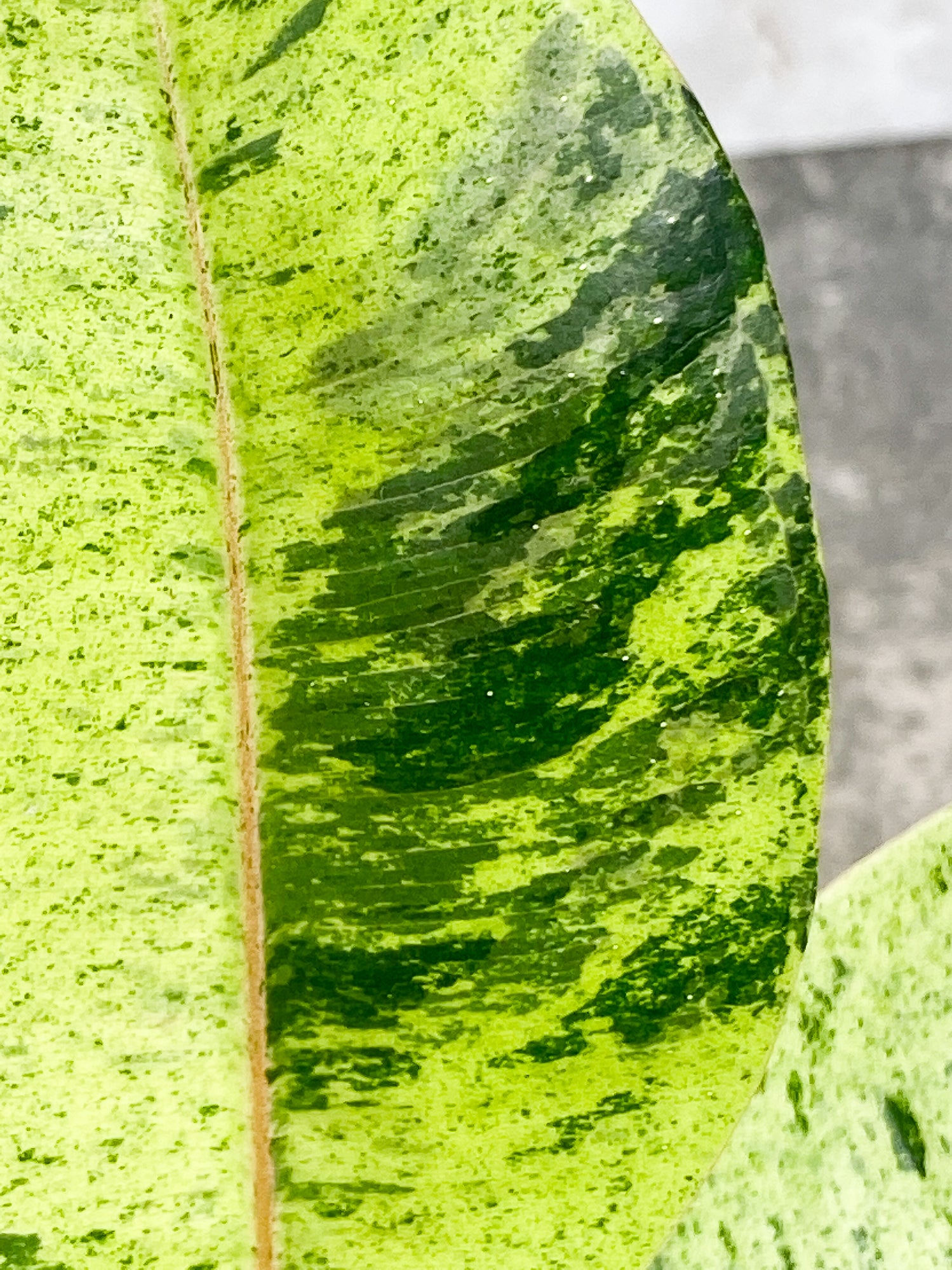 Ficus Elastica Marble 7 leaves 1 sprout slightly rooted