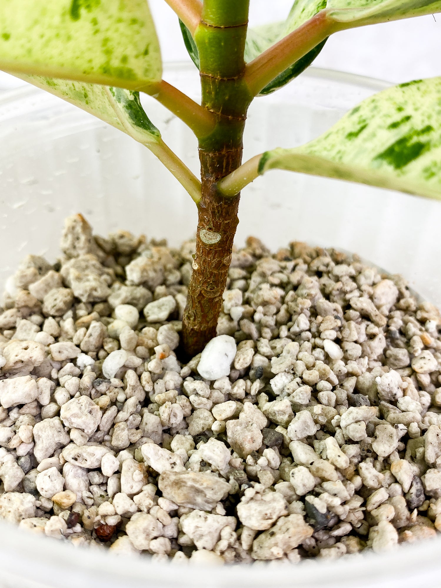 Ficus Elastica Marble 7 leaves 1 sprout slightly rooted